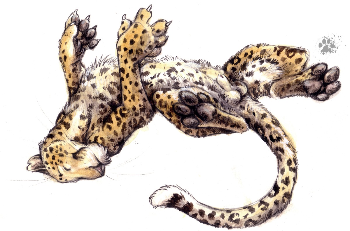 2006 animal_genitalia balls blotch brown_pawpads claws e621 eyes_closed feet felid feral flaccid fur genitals hindpaw legs_up leopard lying male mammal markings on_back orange_body orange_fur pantherine pawpads paws penis scratches_volume_1 sheath simple_background solo spots spotted_body spotted_fur spread_legs spreading tail traditional_media_(artwork) whiskers white_background white_body white_fur