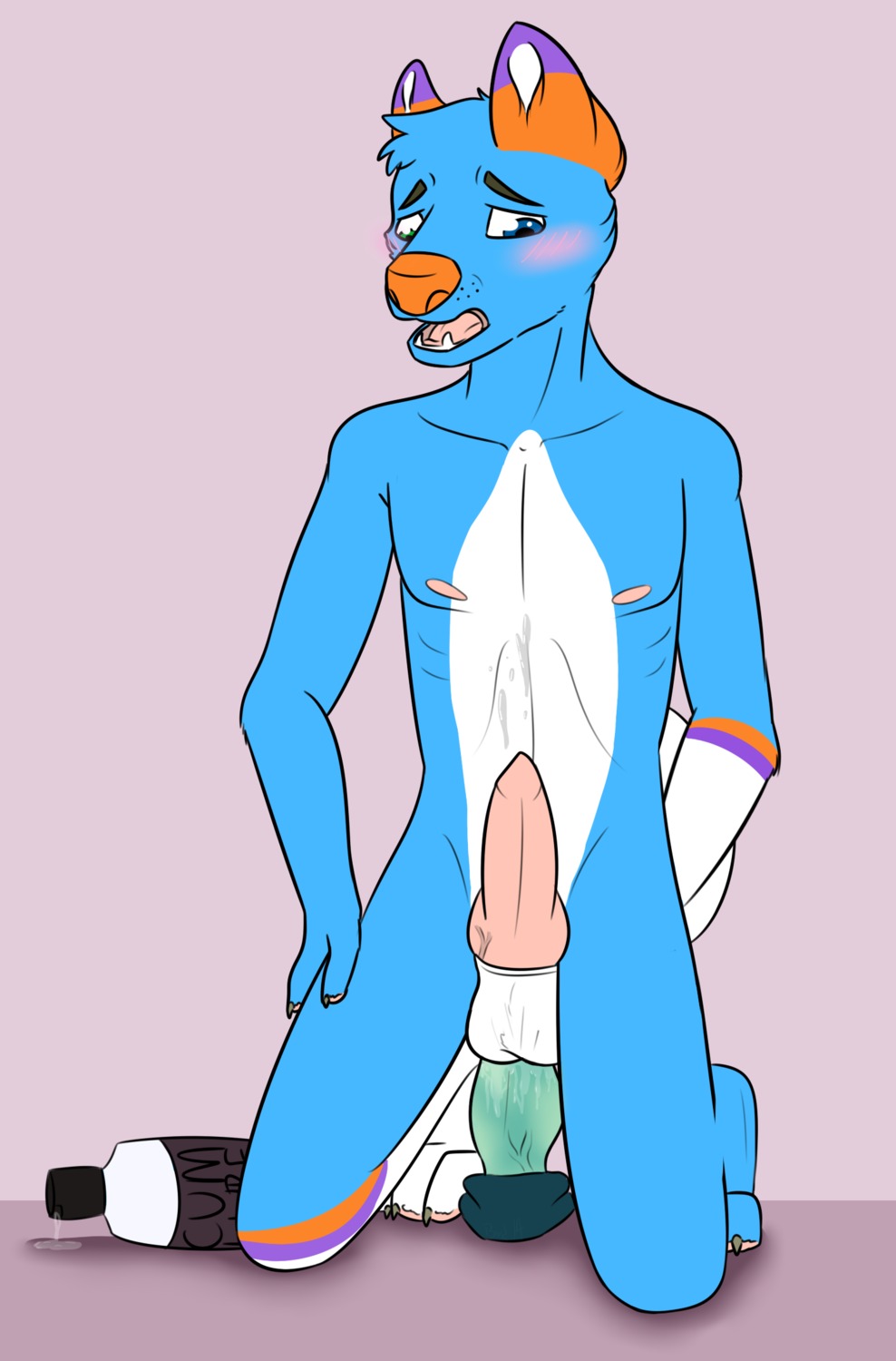 anal anal_masturbation anal_penetration anthro bad_dragon balls birdsmooch blue_body blue_eyes blue_fur blush bodily_fluids canid canine canis cum dildo dildo_sitting domestic_dog e621 erection fur genital_fluids genitals heterochromia hi_res husky knot lube male mammal masturbation nordic_sled_dog orange_body orange_fur penetration penis purple_body purple_fur sex_toy simple_background solo spitz tongue toying_self white_body white_fur