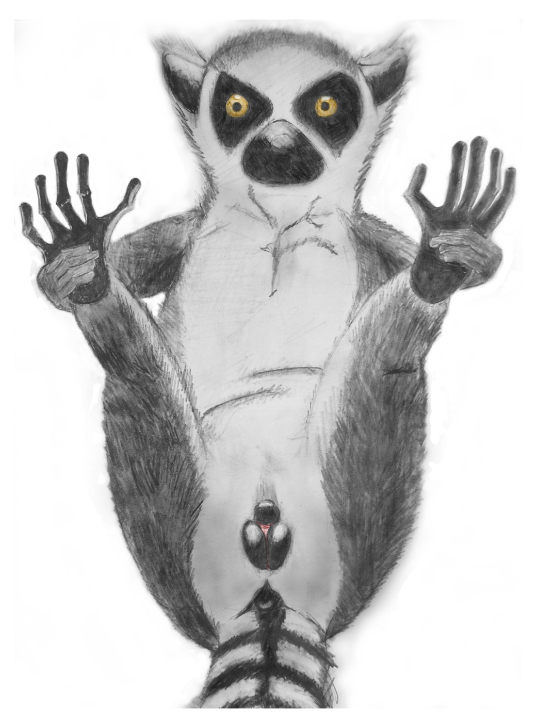 e621 electricfox female feral genitals hi_res lemur mammal primate ring-tailed_lemur simple_background solo spread_legs spreading strepsirrhine tail vulva white_background