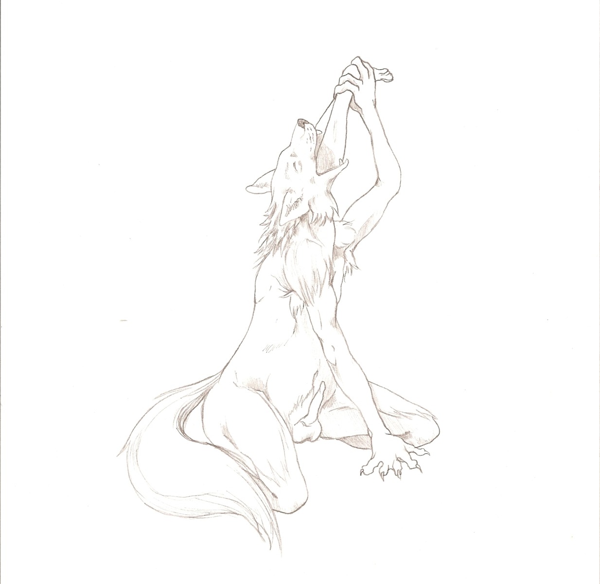 ambiguous_gender anthro armpit_hair black_and_white body_hair canid canine canis duo e621 erection feet genitals head_first hi_res human human_prey humanoid_feet male male/ambiguous mammal monochrome nude penis plantigrade simple_background size_difference slightly_chubby soft_vore solo_focus tail tongue unknown_artist vore wolf