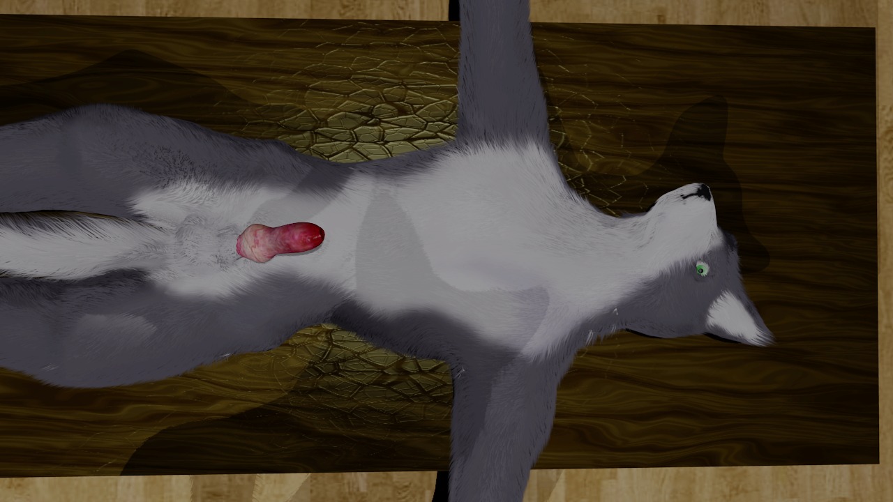 16:9 3d_(artwork) balls bdsm bondage bound canid canine canis digital_media_(artwork) domestic_dog e621 erection genitals husky leion male mammal nordic_sled_dog nude penis solo spitz submissive submissive_male tail widescreen