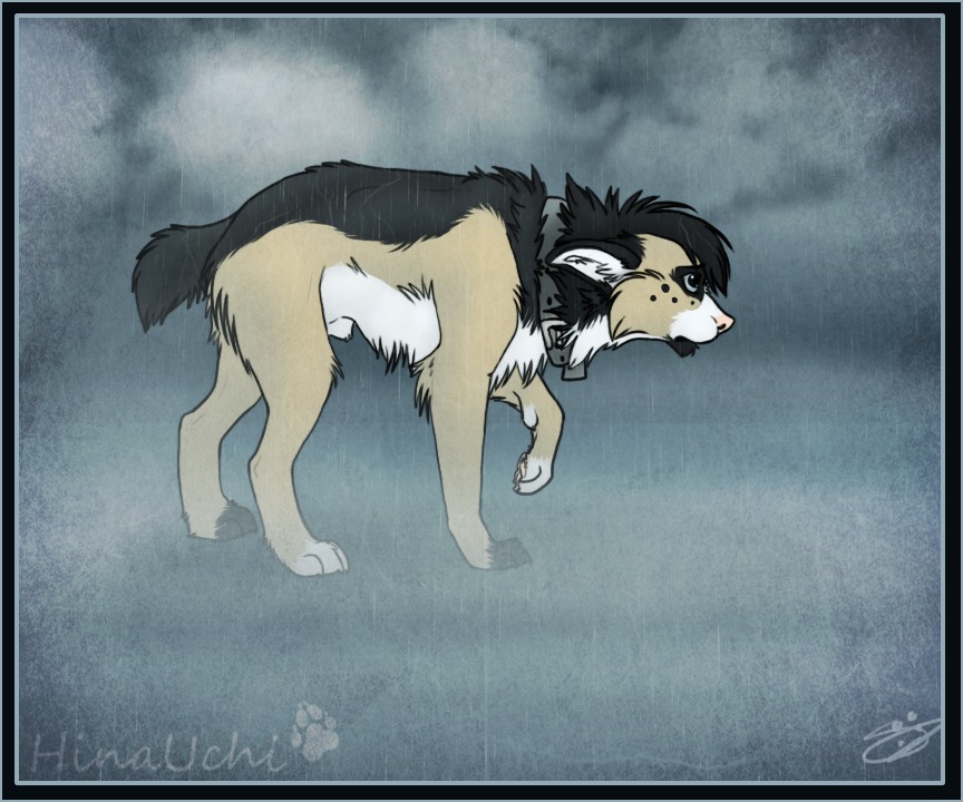 6:5 animal_genitalia anthropornorphic aussie australian_shepherd blue_border border canid canine canis cloud coyote digitigrade domestic_dog e621 feral fog fully_sheathed genitals herding_dog male mammal outside pastoral_dog quadruped raining sad sheath sheepdog solo tail