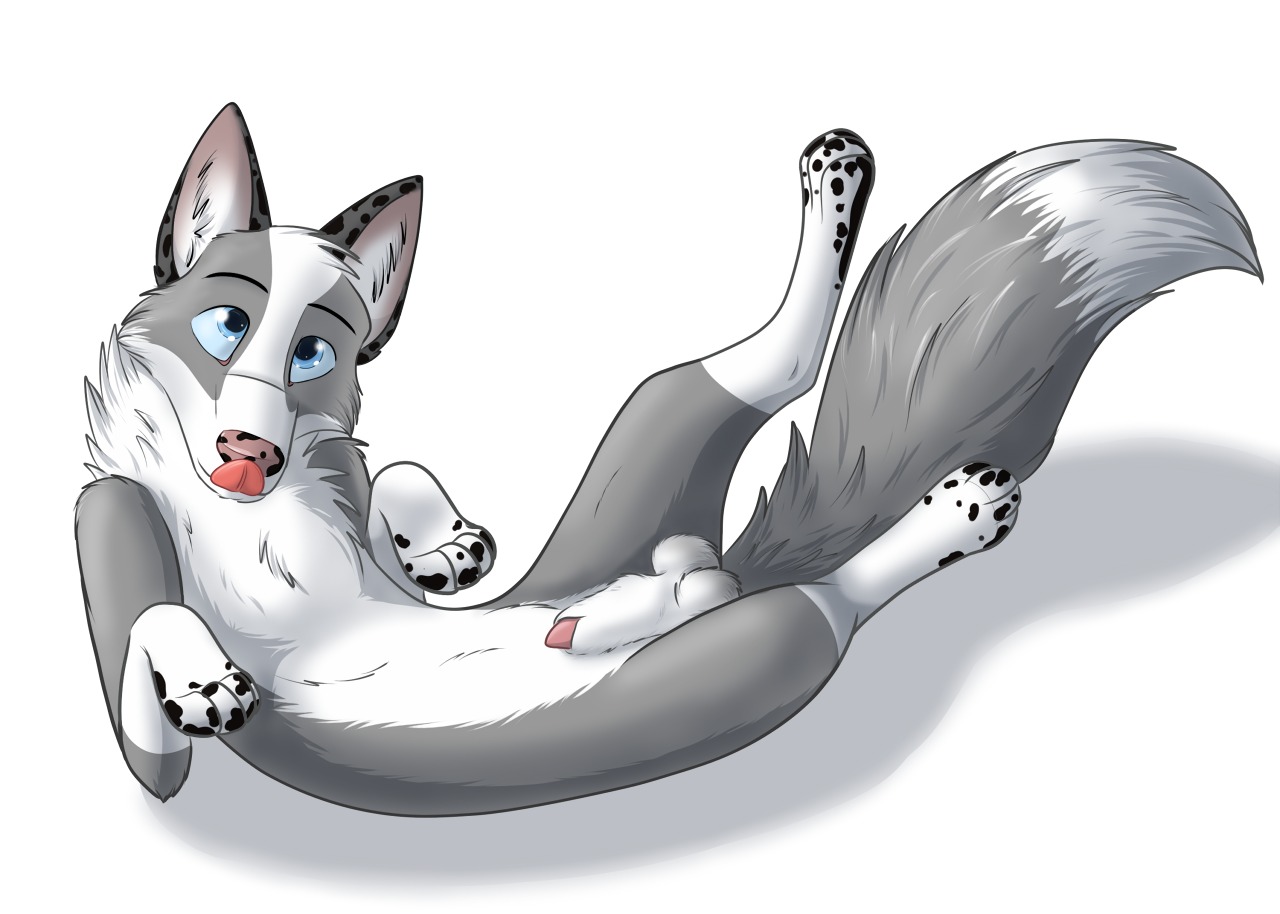 anatomically_correct anatomically_correct_genitalia anatomically_correct_penis animal_genitalia animal_penis balls blue_eyes canid canine canine_genitalia canine_penis digital_media_(artwork) e621 feral fox fur genitals grey_body grey_fur half-erect knot knot_in_sheath lying male mammal nomad_genesis nude on_back penis penis_tip sheath solo tongue tongue_out