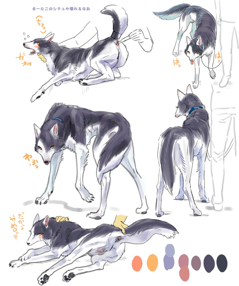 anal animal_genitalia anus blush canid canine collar digitigrade duo e621 feral genitals human isaki leash male mammal medical_instrument medical_thermometer quadruped rectal_temperature rectal_thermometer scientific_instrument solo_focus tail thermometer