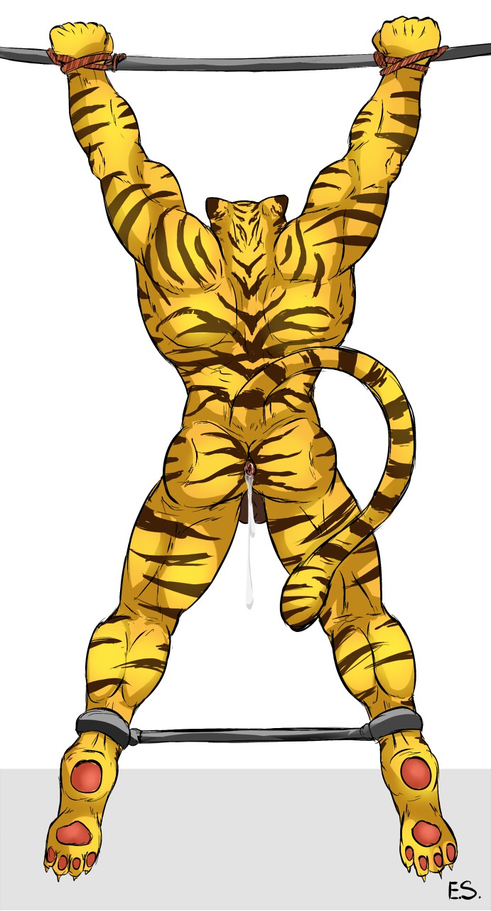 2013 after_sex anal anthro anus backsack balls bdsm biceps biped bodily_fluids bondage bound butt claws cum cum_in_ass cum_inside cum_string e621 epic_soul felid fur genital_fluids genitals hi_res leaking male mammal muscular muscular_anthro muscular_male nude pantherine pawpads paws pink_pawpads presenting presenting_hindquarters rear_view restraints rope simple_background solo spread_eagle spread_legs spreader_bar spreading standing stripes submissive submissive_male tiger toe_claws white_background yellow_body