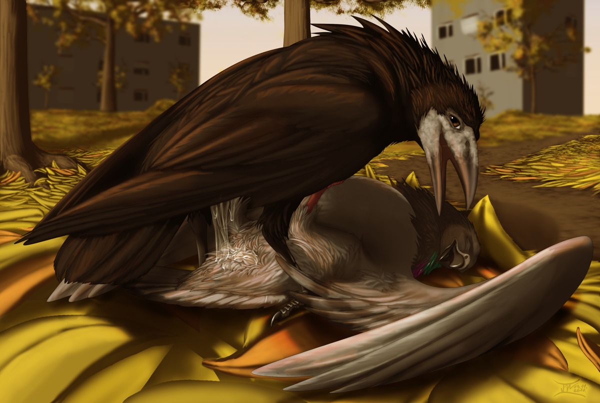 2011 ambiguous/ambiguous ambiguous_gender animal_genitalia avian avian_feet beak bird bodily_fluids breath cere_(anatomy) cloaca cloacal cloacal_kiss columbid corvid corvus_(genus) cum duo e621 feathered_wings feathers feet feral feral_on_feral genital_fluids genitals orgasm oscine outside panting passerine pigeon rock_dove rook_(bird) sex talons toes wairu wings