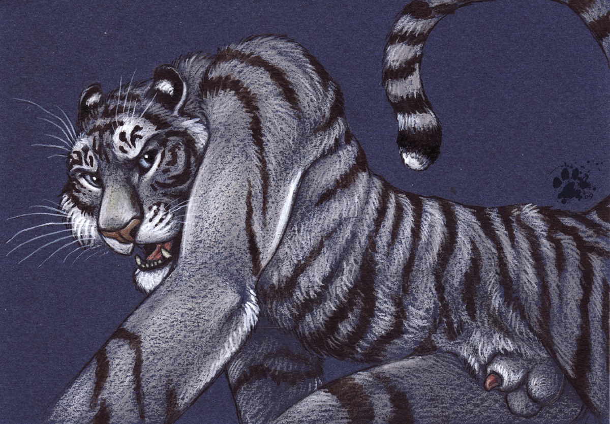 2009 anatomically_correct animal_genitalia anthro balls blotch detached_sheath e621 felid fur genitals greyscale half-erect male mammal monochrome pantherine penis penis_tip scratches_volume_3 sheath solo tail tiger traditional_media_(artwork) white_body white_fur