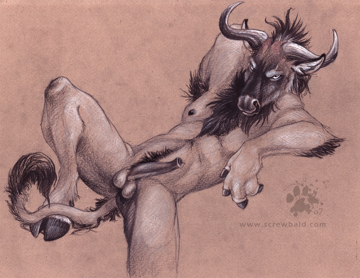 2007 alcelaphine animal_genitalia antelope anthro arm_tuft armpit_hair balls biped blotch body_hair bovid chest_tuft cloven_hooves e621 elbow_tuft erection fur genitals happy_trail hooves horn looking_at_viewer lying male mammal nude penis pose scratches_volume_1 signature solo tail traditional_media_(artwork) tuft wildebeest