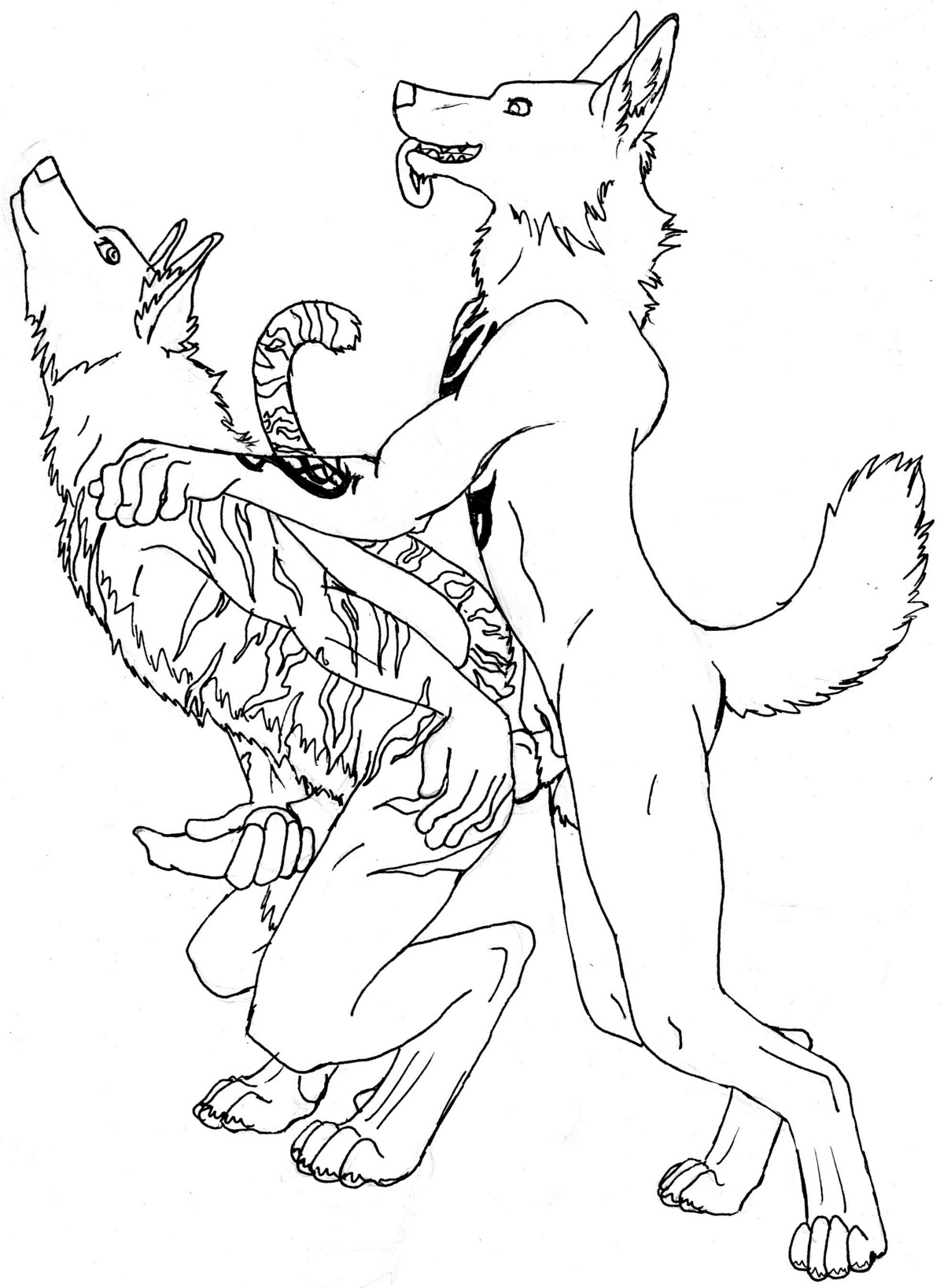 absurd_res anal anal_penetration anthro anthro_on_anthro black_and_white canid canine canis duo e621 erection felid genitals hi_res hybrid knot lion male male/male male_penetrated male_penetrating male_penetrating_male mammal markings monochrome nude pantherine penetration penis sex simple_background superdave tail tiger tribal tribal_markings white_background wolf