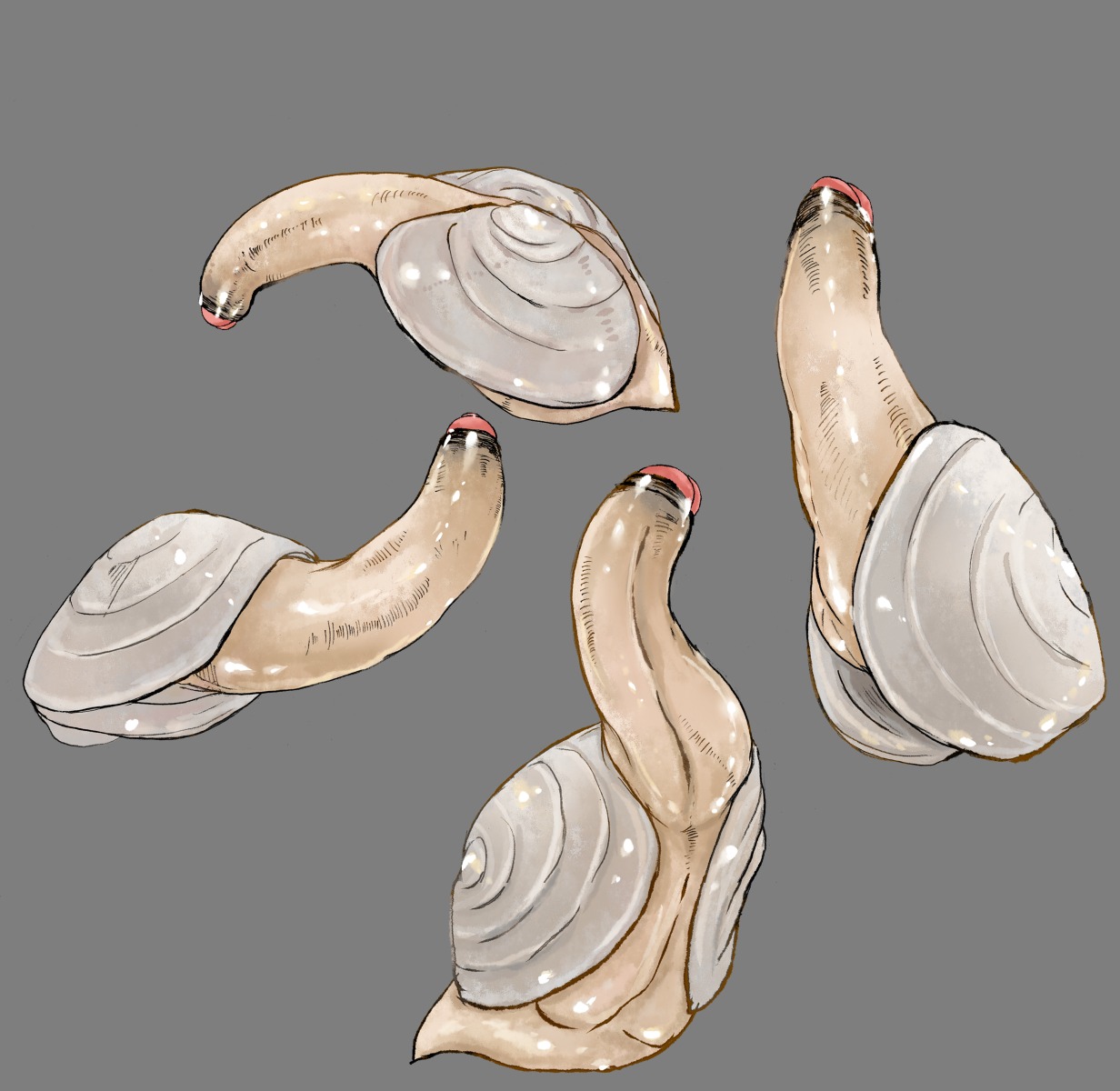 1boy geoduck glans male male_focus male_only mollusk monophallia multiple_views penis penis_creature penis_head penis_neck rule34 solo tagme