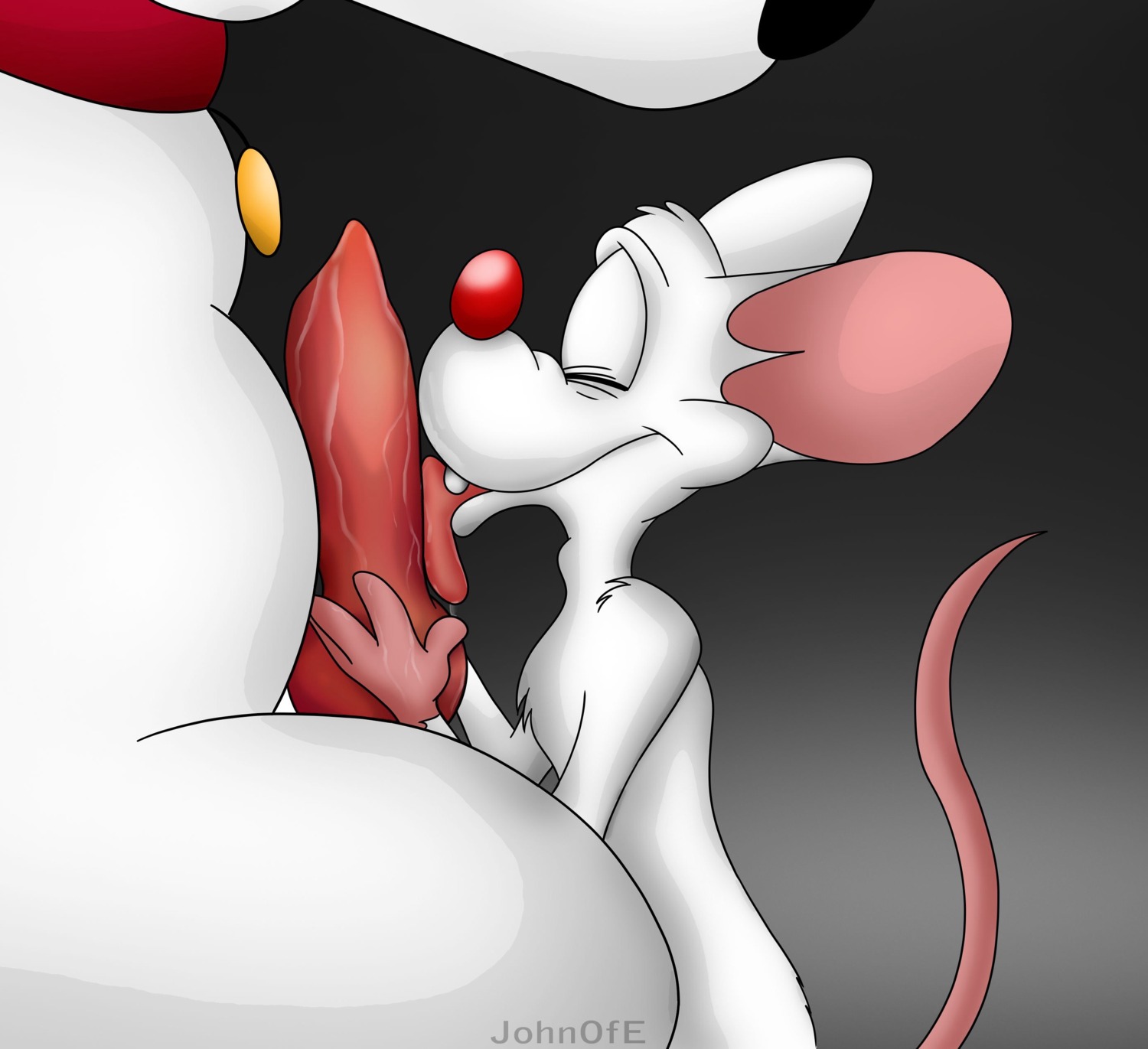 absurd_res anatomically_correct anatomically_correct_genitalia anatomically_correct_penis animal_genitalia animal_penis animaniacs anthro bird_dog brian_griffin canid canine canine_genitalia canine_penis canis collar domestic_dog duo e621 erection family_guy genitals hi_res house_mouse hunting_dog johnofe knot labrador larger_male licking male male/male male_penetrated male_penetrating male_penetrating_male mammal mouse murid murine oral penetration penile penis penis_lick pinky_(warner_brothers) pinky_and_the_brain retriever rodent sex size_difference smaller_male solo_focus tongue tongue_out warner_brothers