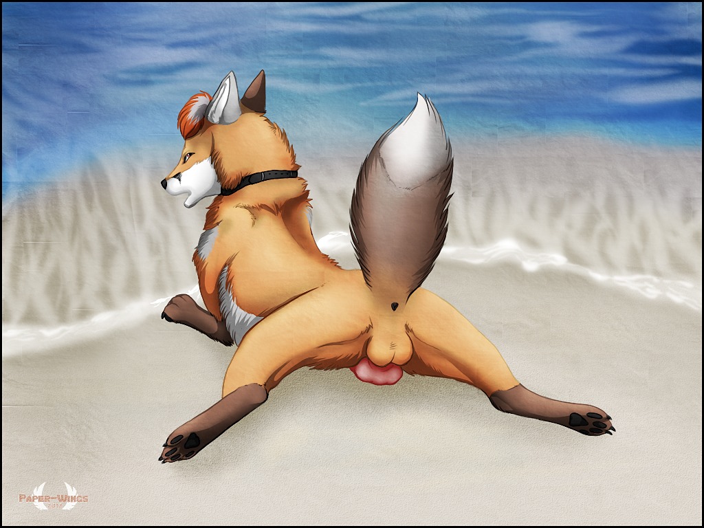 2012 4:3 4_toes anatomically_correct anatomically_correct_genitalia anatomically_correct_penis animal_genitalia animal_penis anus backsack balls beach butt canid canine canine_genitalia canine_penis claws collar digitigrade e621 erection feet feral fox fur genitals hindpaw knot looking_at_viewer looking_back lying male mammal nude on_front outside paper-wings pawpads paws penis raised_tail seaside solo spread_legs spreading tail toes