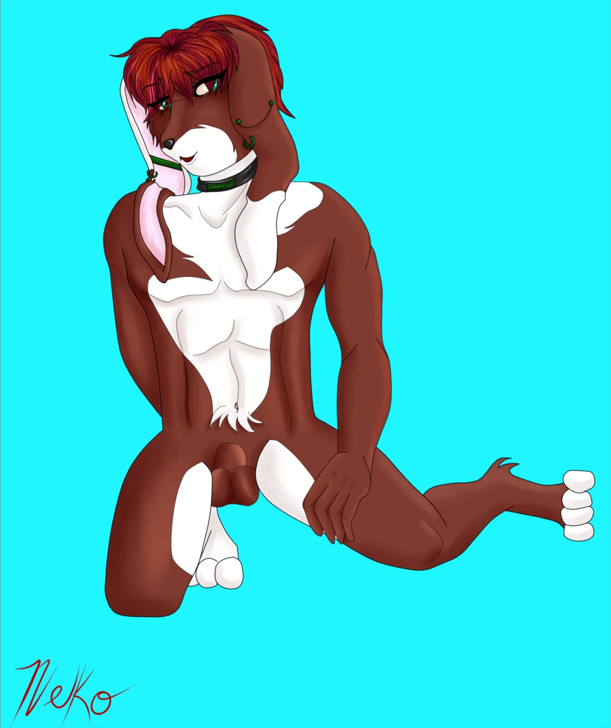 abs anthro balls biped collar coy e621 ear_piercing floppy_ears genitals green_eyes hair hi_res lagomorph leporid male mammal misphit navel nekoboo paws piercing rabbit red_hair solo