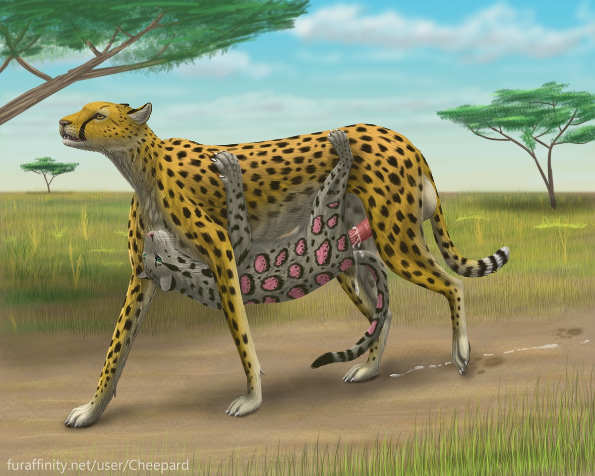 5:4 animal_genitalia animal_penis balls belly_riding big_balls big_penis bodily_fluids bound casual_cocksleeve cheepard cheetah clouded_leopard cum cum_drip cum_in_vagina cum_inside cum_on_ground digital_media_(artwork) dripping duo e621 erection felid feline feline_genitalia feline_penis female female_penetrated feral feral_on_feral genital_fluids genitals green_eyes huge_balls huge_penis hyper hyper_balls hyper_genitalia hyper_penis jasiri male male/female male_penetrating male_penetrating_female mammal nude pantherine penetration penile penile_penetration penis penis_in_vagina princess_tagalong quadruped sex text url vaginal vaginal_penetration walking yellow_eyes