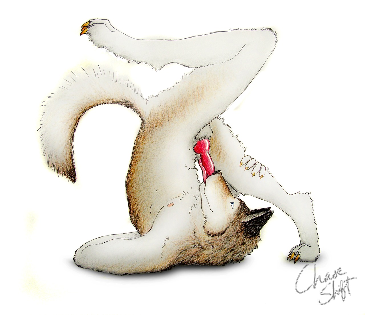 2009 animal_genitalia animal_penis anthro auto_penis_lick autofellatio balls canid canine canine_genitalia canine_penis canis e621 erection flexible genitals knot licking male mammal masturbation nude oral oral_masturbation penile penile_masturbation penis self_lick simple_background solo tail theslateguardian tongue tongue_out white_background wolf