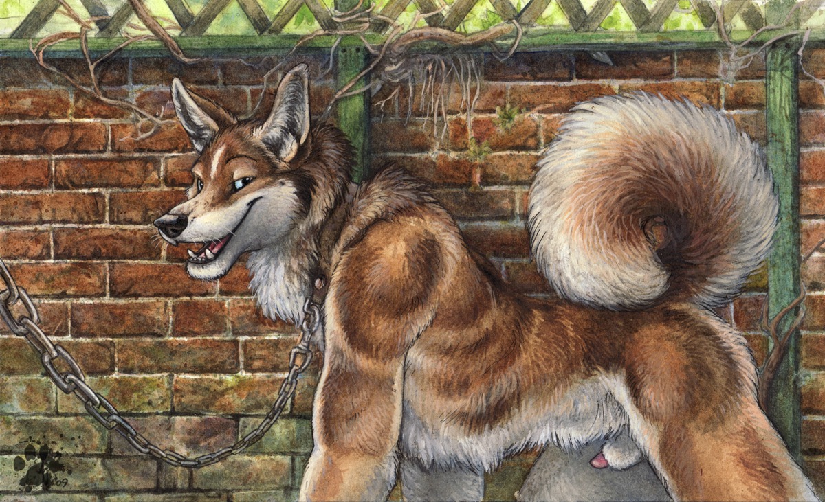 2009 all_fours animal_genitalia animal_penis anthro black_nose blotch blue_eyes brick brick_wall brown_body brown_fur canid canine canine_genitalia canine_penis chain chain_leash collar curled_tail detailed e621 fur genitals leash looking_aside looking_at_viewer low_wall male mammal nude open_mouth open_smile penis penis_tip pose raised_tail scratches_volume_3 sheath side_view smile solo tail traditional_media_(artwork) wall_(structure) whiskers white_body white_fur