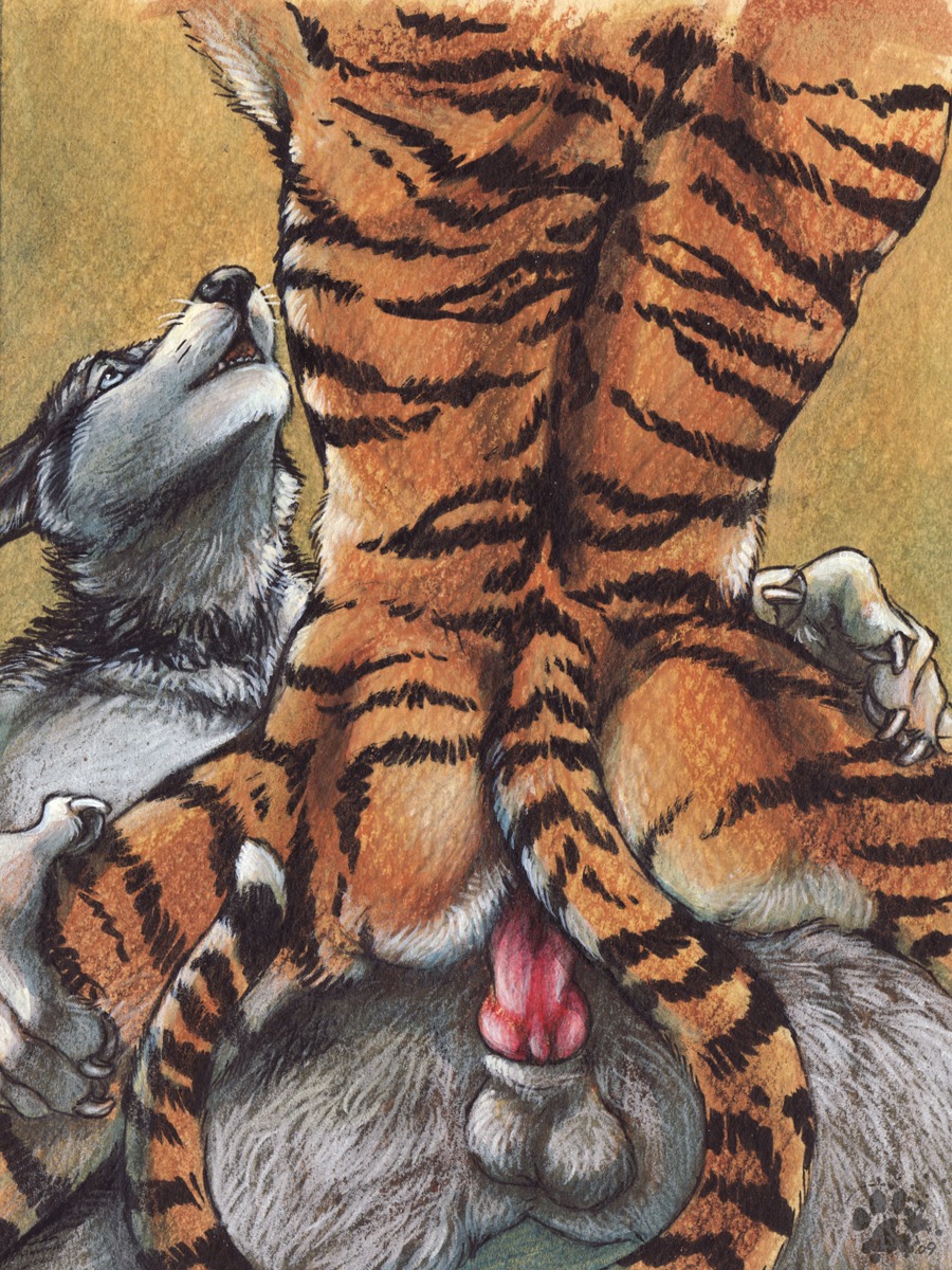 2009 3:4 anal anal_penetration animal_genitalia animal_penis anthro anthro_on_anthro balls blotch canid canine canine_genitalia canine_penis canis domestic_dog duo e621 erection felid genitals hi_res husky interspecies knot male male/male male_penetrated male_penetrating male_penetrating_male mammal nordic_sled_dog nude pantherine penetration penis scratches_volume_3 sex sheath spitz tail tiger traditional_media_(artwork)
