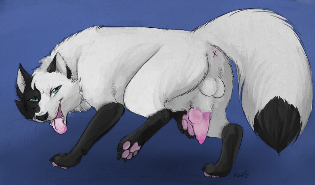 2014 animal_genitalia animal_penis anus arctic_fox balls black_paws blue_eyes canid canine canine_genitalia canine_penis e621 erection feral fox genitals knot leg_markings looking_at_viewer looking_back male mammal markings nude paper-wings penis sheath simple_background sitku socks_(marking) solo tongue tongue_out true_fox