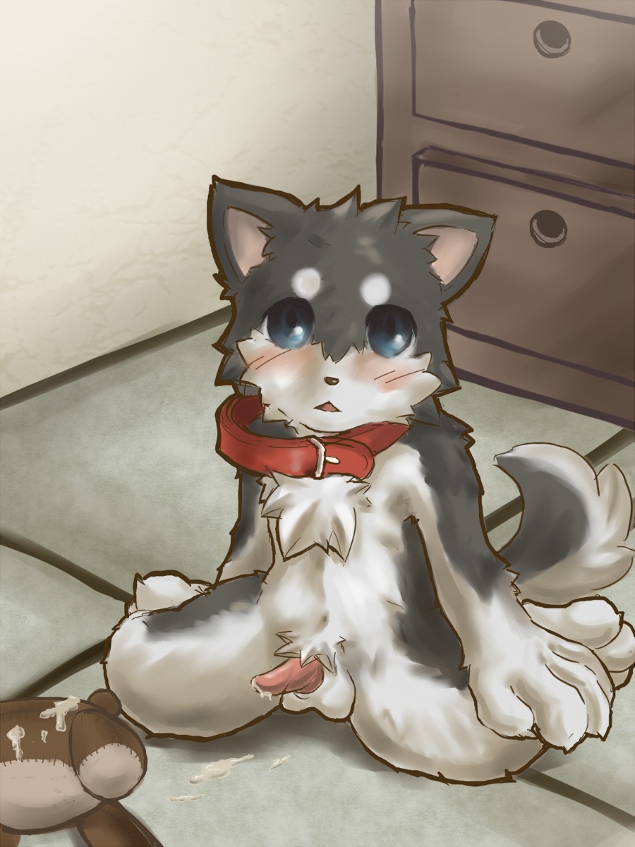 3:4 anthro balls big_eyes biped blue_eyes blush bodily_fluids canid canine canis chest_tuft collar countershading cum cum_on_ground cum_on_toy domestic_dog e621 erection fur genital_fluids genitals hi_res hikuchi husky inside kemono looking_at_viewer male mammal nordic_sled_dog penis plushie shota sitting solo spitz tail tapering_penis teddy_bear tuft young young_anthro young_male