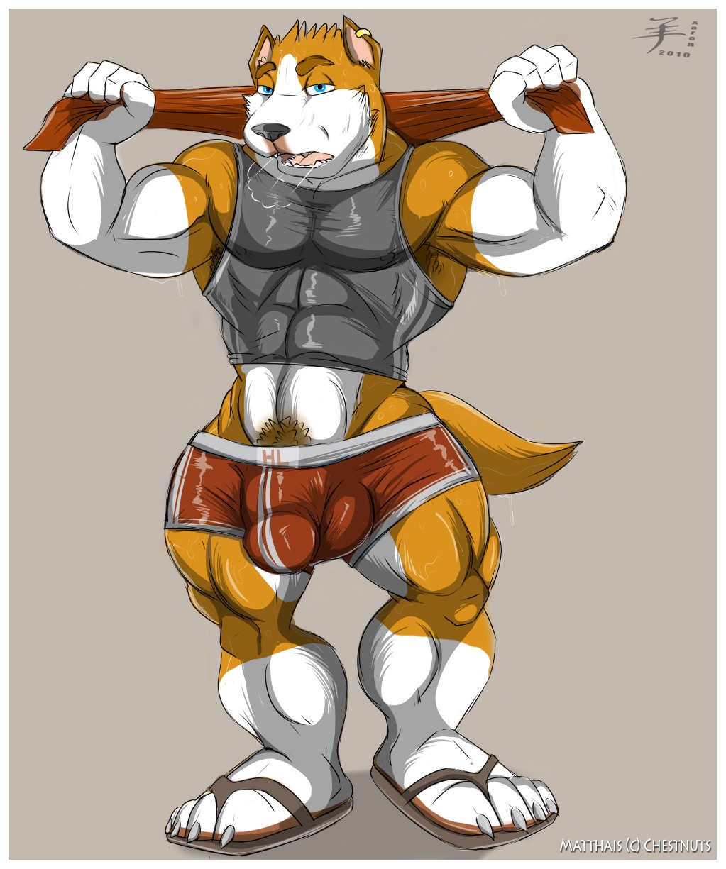 aaron_(artist) abs anthro balls biceps big_bulge big_muscles biped black_nose blue_eyes border bottomwear boxers_(clothing) brown_body brown_fur bulge canid canine canis claws clothed clothing detailed_bulge digital_media_(artwork) domestic_dog e621 ear_piercing fangs footwear fur genital_outline genitals grey_background hi_res looking_at_viewer male mammal muscular muscular_anthro muscular_male nipple_outline open_mouth pecs penis_outline piercing pit_bull pose pubes sandals shirt shoes shorts simple_background solo standing tail tank_top teeth toe_claws tongue topwear underwear white_body white_border white_fur