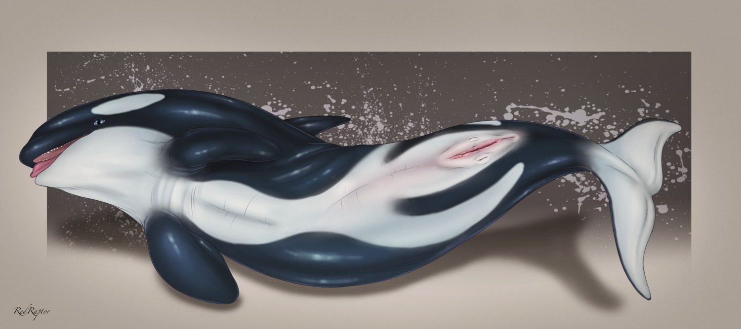 2013 absurd_res animal_genitalia animal_vulva anus aquatic black_body blue_eyes cetacean cetacean_genitalia cetacean_vulva digital_media_(artwork) dolphin dorsal_fin e621 female feral fin flippers genitals glistening hi_res looking_at_viewer lying mammal mammary_slits multicolored_body nipples oceanic_dolphin on_back on_side open_mouth orca pink_tongue pink_vulva presenting presenting_vulva redraptor16 sharp_teeth signature simple_background solo tail tail_fin teeth tongue tongue_out toothed_whale two_tone_body vulva white_body