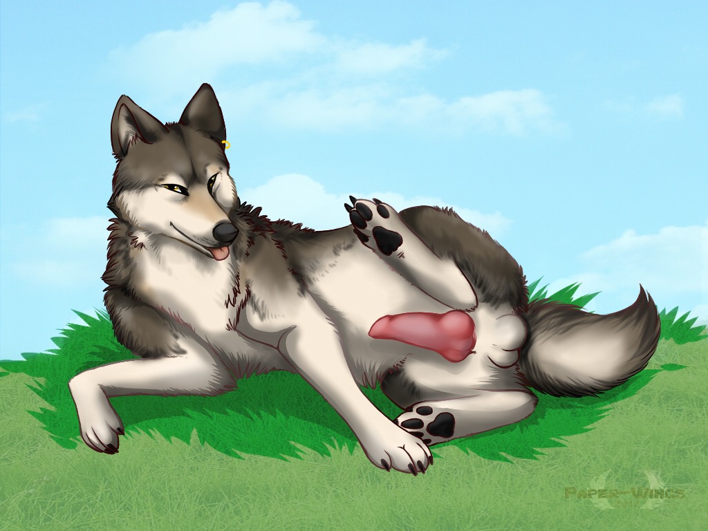 4:3 animal_genitalia animal_penis balls canid canine canine_genitalia canine_penis canis digitigrade e621 erection feral fur genitals knot looking_at_viewer male mammal paper-wings paws penis piercing quadruped smile solo tail tongue wolf
