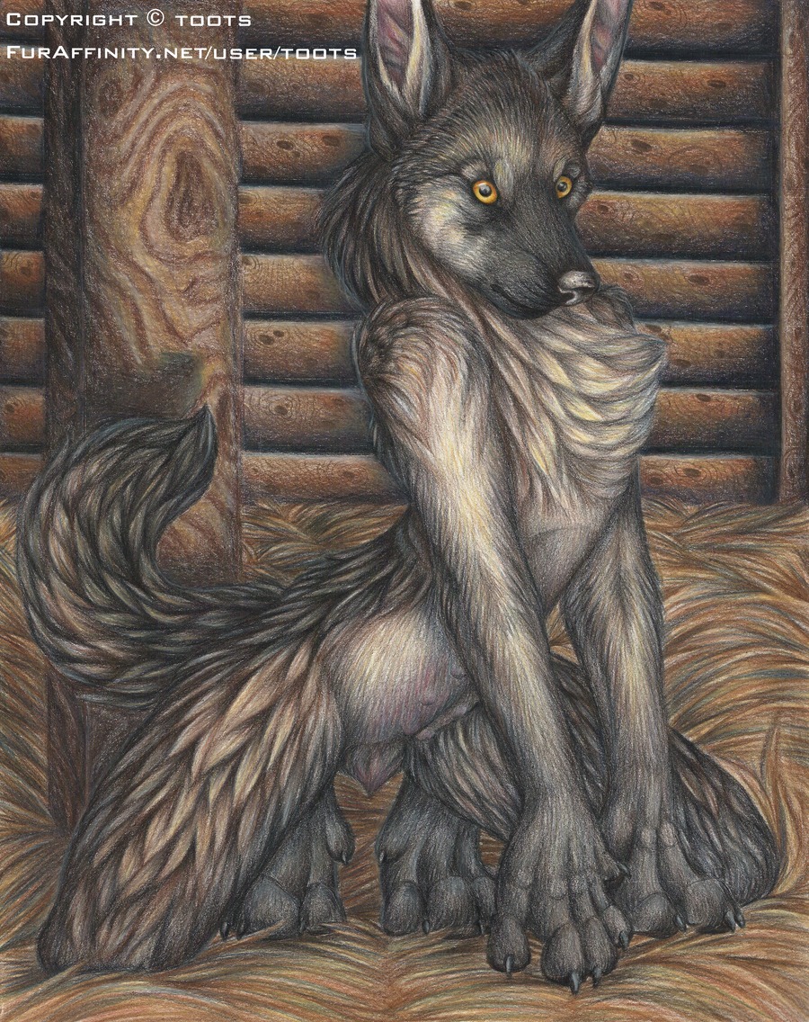 2010 anatomically_correct anatomically_correct_genitalia anatomically_correct_vulva animal_genitalia animal_vulva anthro artist_collaboration canid canine canine_genitalia canine_vulva canis domestic_dog e621 farah_(toots) female genitals german_shepherd herding_dog husky hybrid mammal mulefoot nipples nordic_sled_dog pastoral_dog pose solo spitz toots vulva