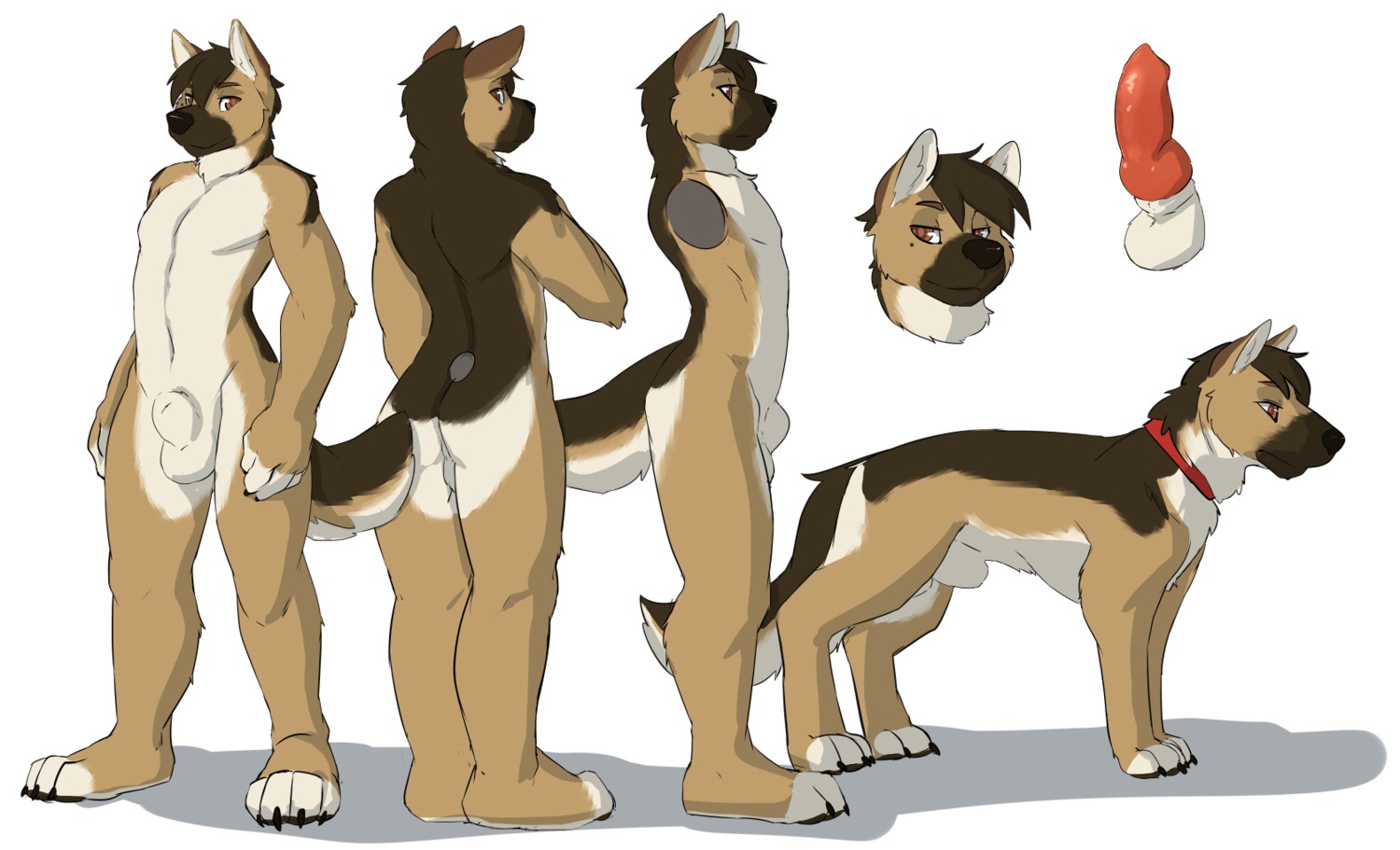 all_fours animal_genitalia animal_penis anthro arcshep balls butt canid canine canine_genitalia canine_penis canis digital_media_(artwork) domestic_dog e621 erection fully_sheathed genitals german_shepherd herding_dog hi_res knot looking_at_viewer male mammal model_sheet nude pastoral_dog penis seth-iova sheath side_view simple_background solo turnaround white_background white_balls
