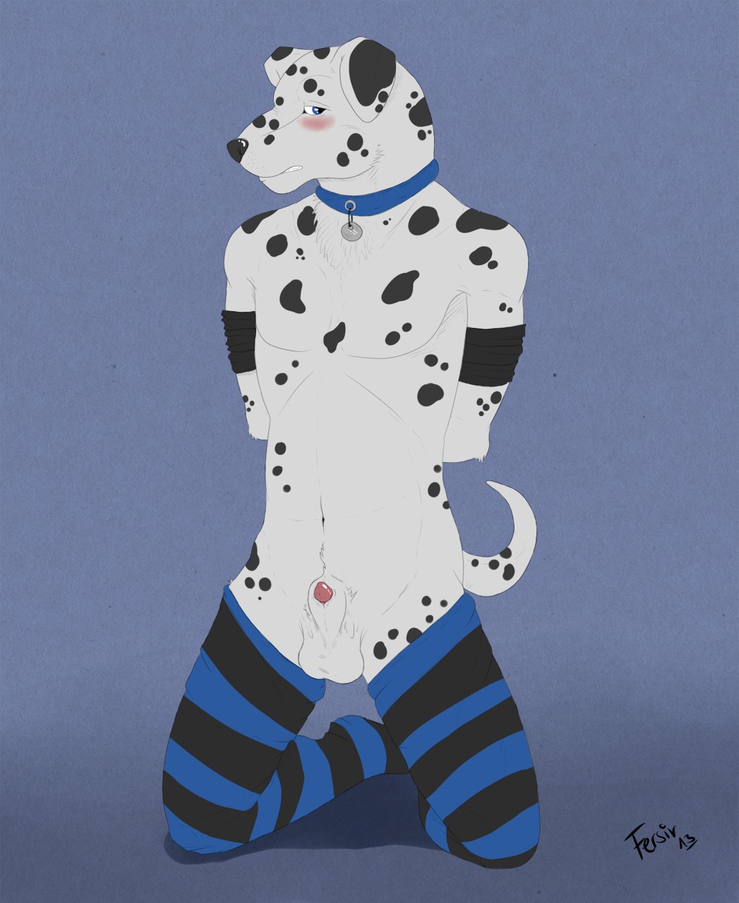 2013 animal_genitalia animal_penis anthro balls bdsm biped black_body black_fur black_nose black_spots blush bondage bound canid canine canine_genitalia canine_penis canis chest_tuft clothed clothing collar dalmatian domestic_dog e621 fersir footwear fur genitals hands_behind_back hi_res kneeling legwear looking_at_viewer male mammal markings navel nude penis penis_tip sheath shy simple_background socks solo spots spotted_body spotted_fur stockings submissive submissive_male topless tuft white_body white_fur