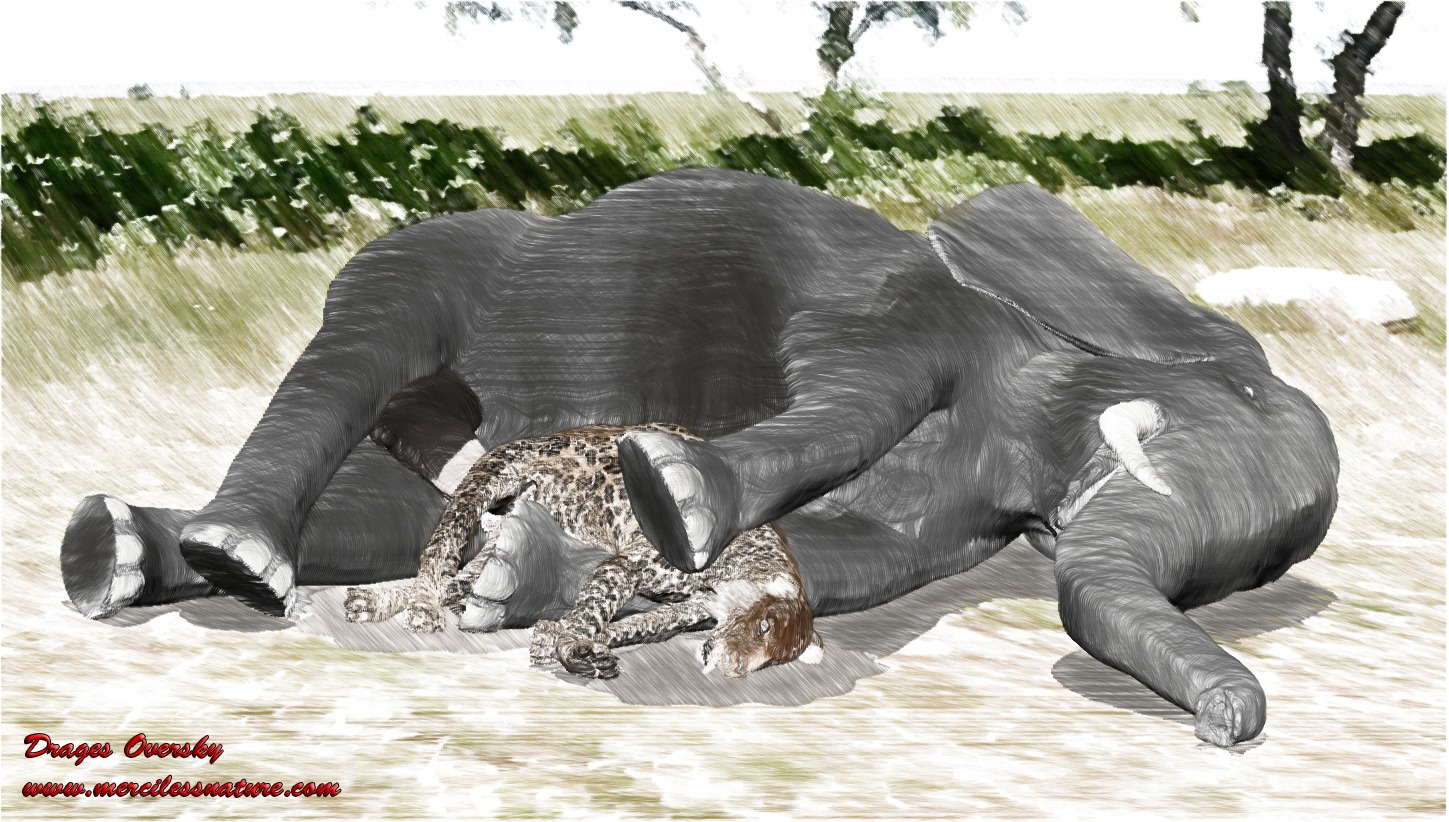 anal anal_penetration animal_genitalia animal_penis digital_media_(artwork) dominant drages duo e621 elephant elephant_penis elephantid erection felid feral forced genitals interspecies large_penetration larger_dom leopard male male/male male_penetrated male_penetrating male_penetrating_male mammal pantherine penetration penile penile_penetration penis proboscidean proboscis_(anatomy) quadruped rape realistic_feral ridiculous_fit sex size_difference slightly_chubby smaller_penetrated tight_fit trunk_(anatomy) tusks