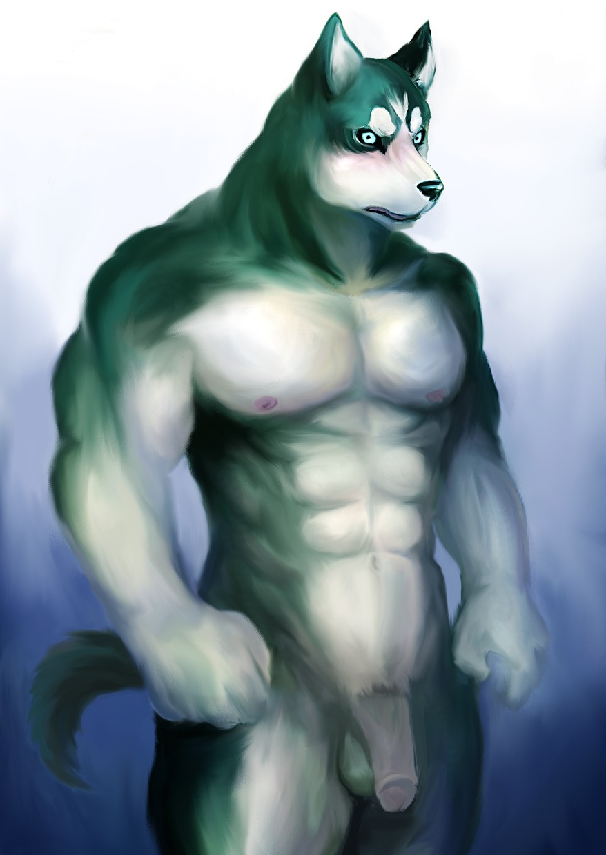 2012 abs animal_genitalia anthro balls biceps big_muscles big_penis biped blue_eyes blush canid canine canis domestic_dog e621 flaccid flexing foreskin fur genitals grey_body grey_fur hachibusanren hi_res humanoid_genitalia humanoid_penis husky looking_at_viewer male mammal muscular muscular_anthro muscular_male nipples nordic_sled_dog nude pecs penis pose sheath solo spitz standing tail vein white_body white_fur