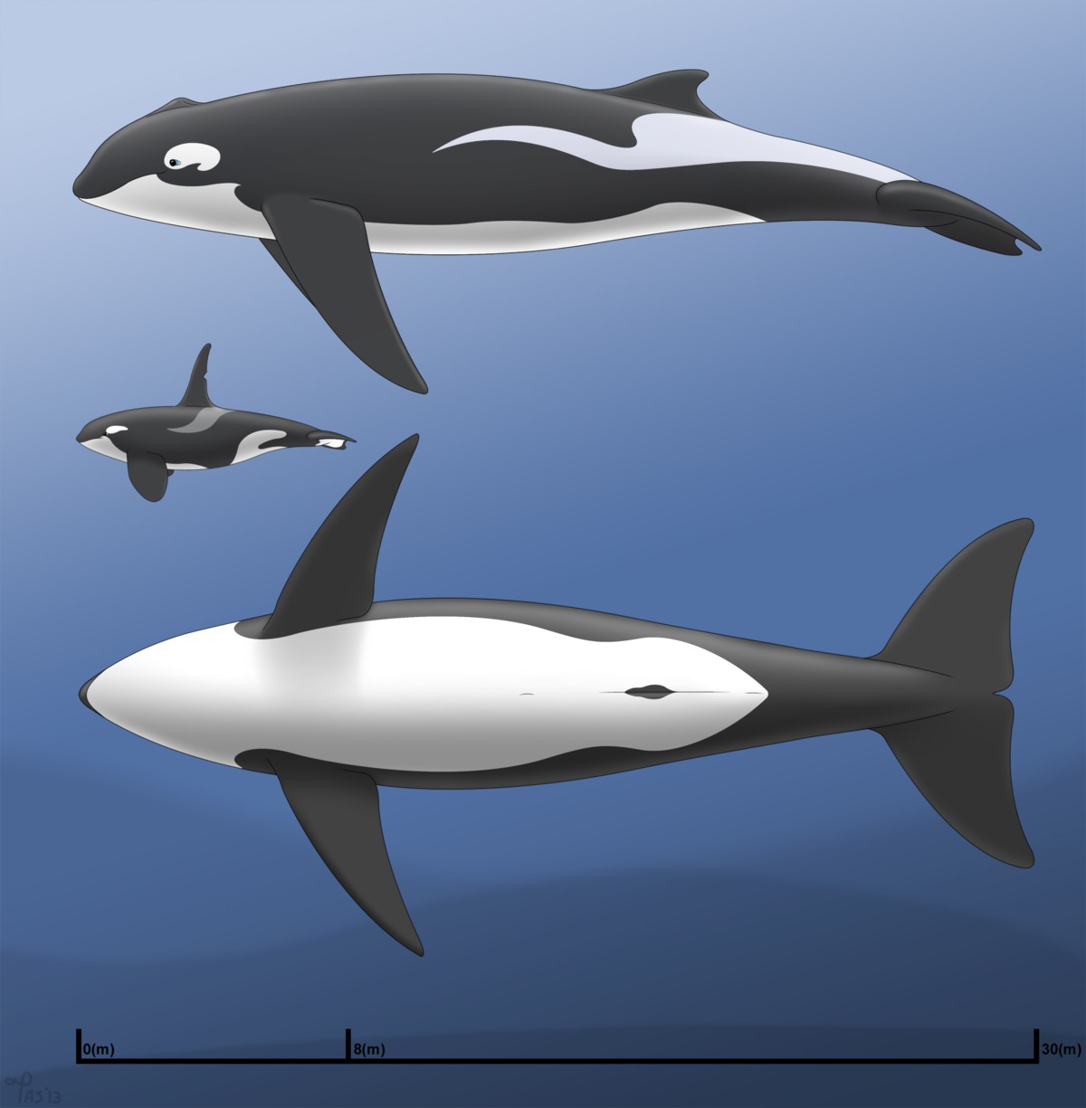 2013 animal_genitalia anus aquatic blue_eyes cetacean dolphin e621 feral genital_slit genitals group hi_res male mammal model_sheet nude oceanic_dolphin orca quin_the_whaleca side_view tasuric toothed_whale