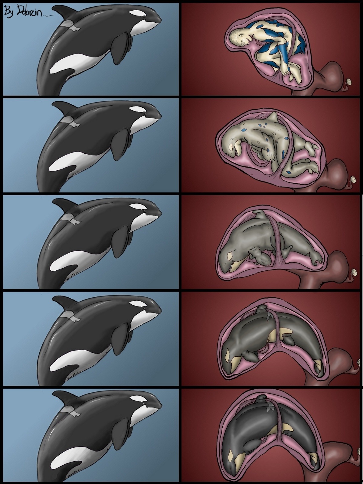 3:4 aquatic belly bestiality big_belly body_inside_body cetacean dolorcin dolphin e621 female feral genitals group hi_res human human_on_feral inside_uterus internal interspecies male male/female male_on_feral mammal oceanic_dolphin orca pregnant pregnant_female size_difference toothed_whale transformation unbirthing uterus vaginal vore vulva
