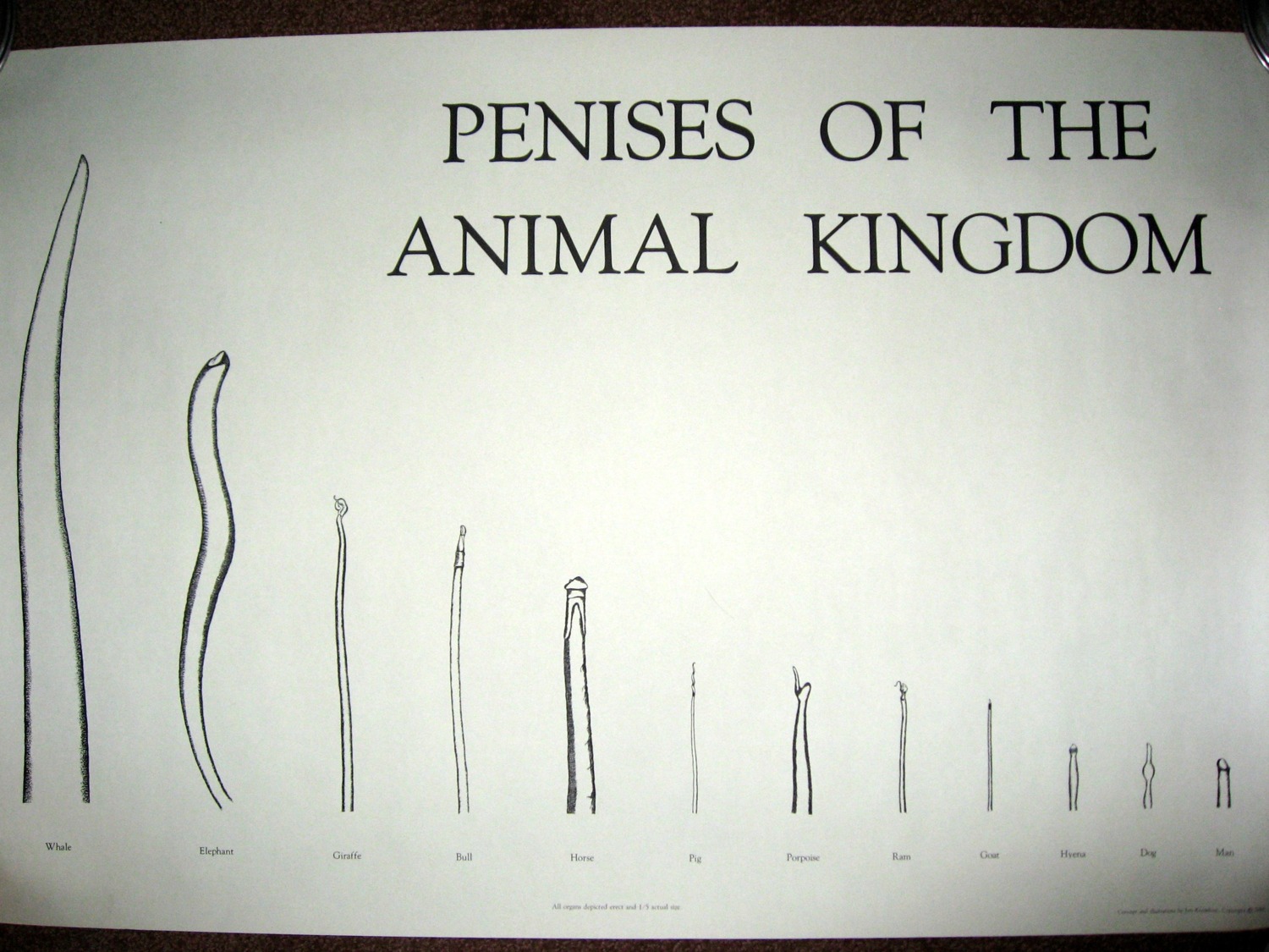 4:3 anatomically_correct anatomically_correct_genitalia anatomically_correct_penis animal_genitalia animal_penis aquatic bovid bovine bovine_genitalia bovine_penis canid canine canine_genitalia canine_penis canis caprine caprine_genitalia caprine_penis cattle cetacean cetacean_genitalia cetacean_penis disembodied_penis domestic_dog domestic_pig e621 elephant elephant_penis elephantid english_text equid equine equine_genitalia equine_penis erection genitals giraffe giraffe_genitalia giraffe_penis giraffid goat group hi_res horse human humanoid_genitalia humanoid_penis hyaenid_penis hyena male mammal penis porcine_penis proboscidean suid suine sus_(pig) tapering_penis text unknown_artist urethral_process whale
