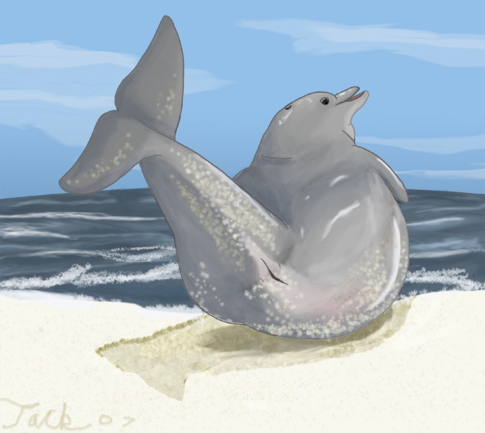 2007 aquatic beach cetacean detailed_background dolphin e621 female feral mammal mammary_slits oceanic_dolphin outside sand seaside sky solo tiarhlu toothed_whale water