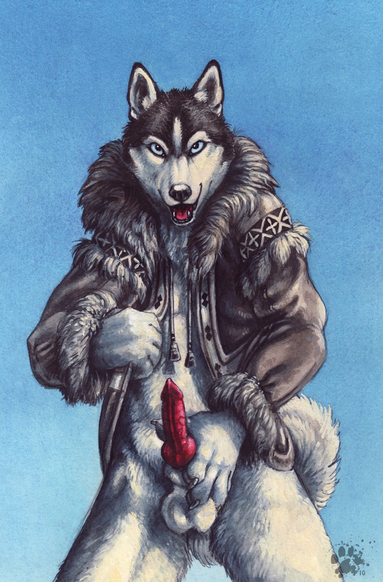 2007 animal_genitalia animal_penis anthro balls blotch bottomless canid canine canine_genitalia canine_penis canis clothed clothing domestic_dog e621 erection genitals hi_res husky knot looking_at_viewer male mammal nordic_sled_dog open_clothing open_shirt open_topwear penis scratches_volume_4 shirt solo spitz tail topwear traditional_media_(artwork)