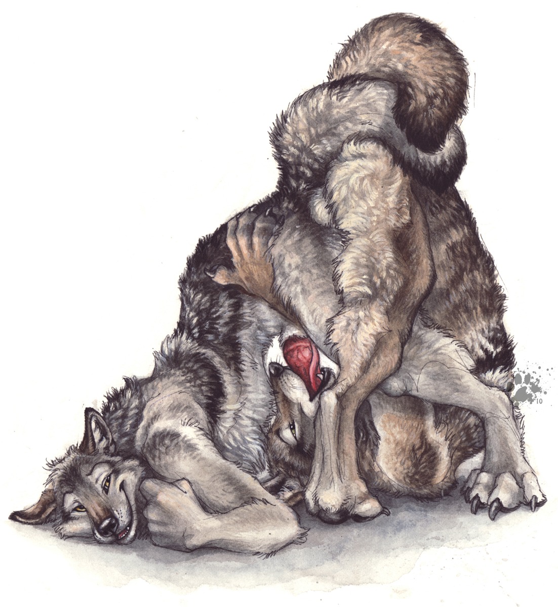 2007 anal anal_knotting anal_penetration anatomically_correct anatomically_correct_genitalia anatomically_correct_penis animal_genitalia animal_penis anthro ass_up backsack balls blotch canid canine canine_genitalia canine_penis canis claws duo e621 erection fellatio finger_claws flexible fur genitals happy happy_sex hi_res intraspecies knot knotting looking_at_viewer male male/male male_penetrated male_penetrating male_penetrating_male mammal nude oral oral_penetration oral_while_penetrating paws penetration penile penis scratches_volume_4 sex simple_background tail toe_claws tongue tongue_out traditional_media_(artwork) unusual_position upside_down upside_down_fellatio white_background wolf