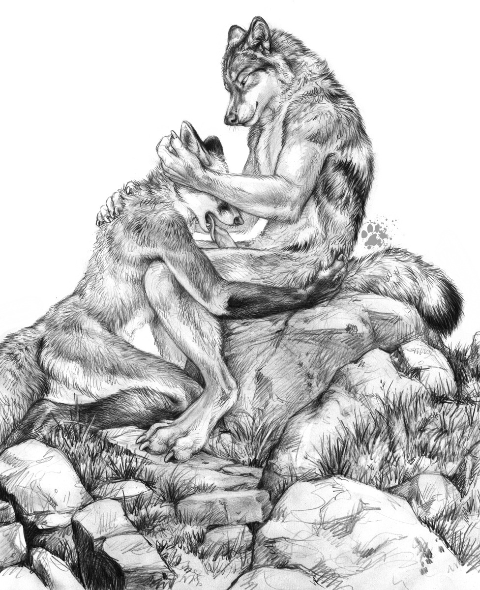 2012 animal_genitalia animal_penis anthro blotch canid canine canine_genitalia canine_penis canis claws duo e621 erection fellatio finger_claws fox fur genitals grass hi_res kneeling_oral_position licking male male/male male_penetrated male_penetrating male_penetrating_male mammal nude nude_anthro nude_male oral outside paws penetration penile penis penis_lick plant red_fox rock scratches_volume_6 sex sitting tail toe_claws tongue tongue_out tongue_out_fellatio traditional_media_(artwork) true_fox vein wolf