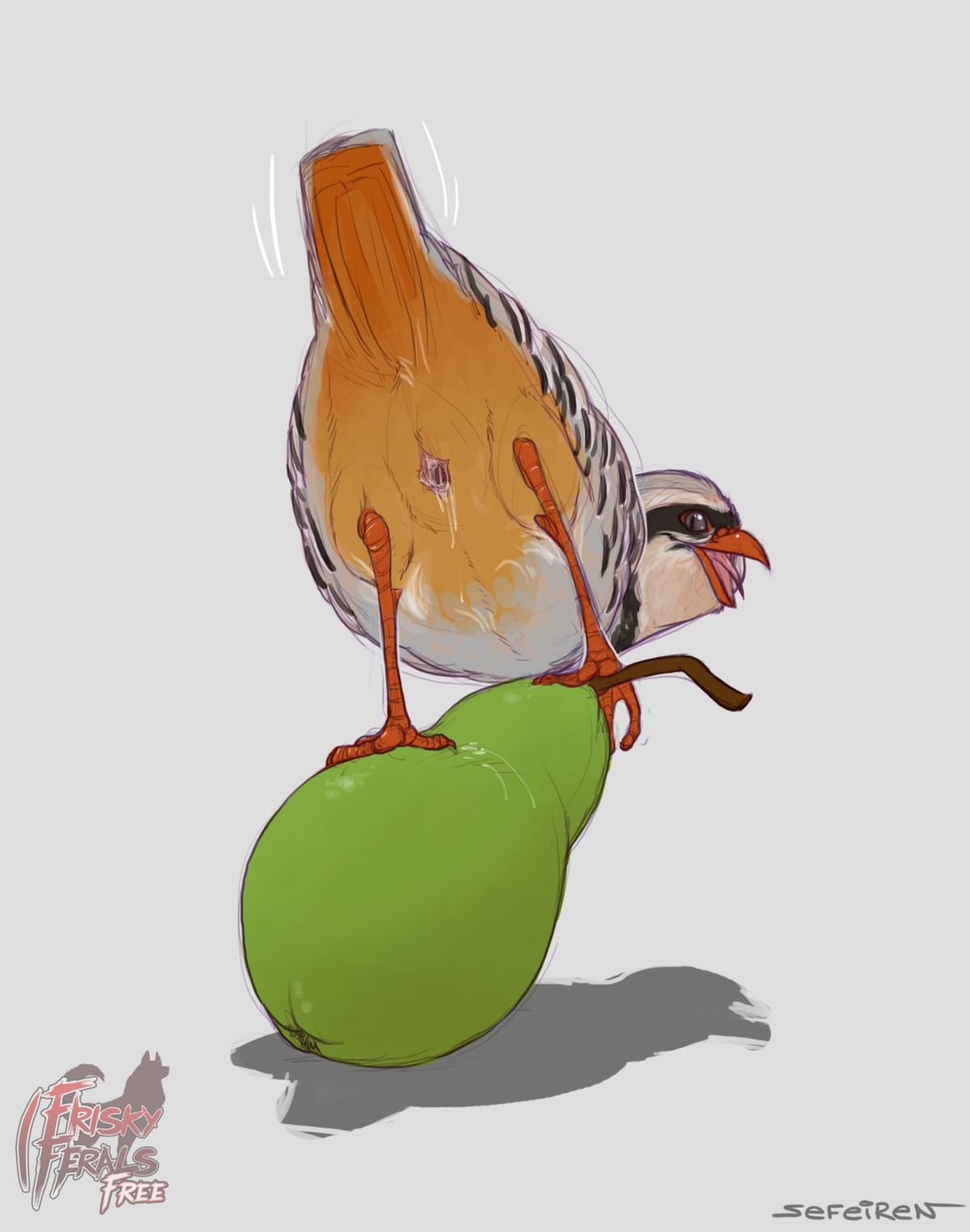 2013 animal_genitalia avian avian_butt avian_feet beak bird bodily_fluids chukar cloaca cloaca_juice conditional_dnp e621 feathers feral food frisky_ferals fruit galliform gaping gaping_cloaca genital_fluids genitals grey_eyes hi_res looking_at_viewer looking_back male nude open_mouth partridge pear plant presenting presenting_cloaca raised_tail realistic_feral sefeiren simple_background solo tail the_twelve_days_of_christmas_(song) tongue white_background
