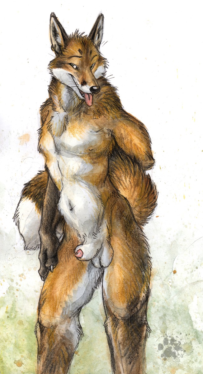2008 animal_genitalia animal_penis anthro balls biped blotch canid canine canine_genitalia canine_penis dipstick_tail e621 ear_piercing flaccid fox genitals hi_res male mammal markings penis penis_tip piercing red_fox scratches_volume_2 sheath solo standing tail tail_markings tongue tongue_out traditional_media_(artwork) true_fox