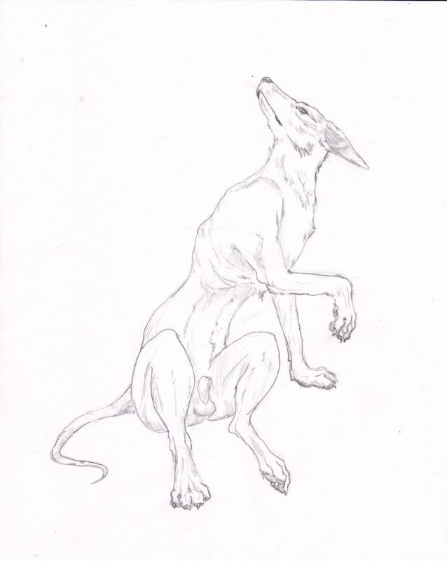 animal_genitalia balls black_and_white canid canine canis claws domestic_dog e621 feet feral fully_sheathed genitals hindpaw male mammal monochrome nude paws semiotica sheath solo tail