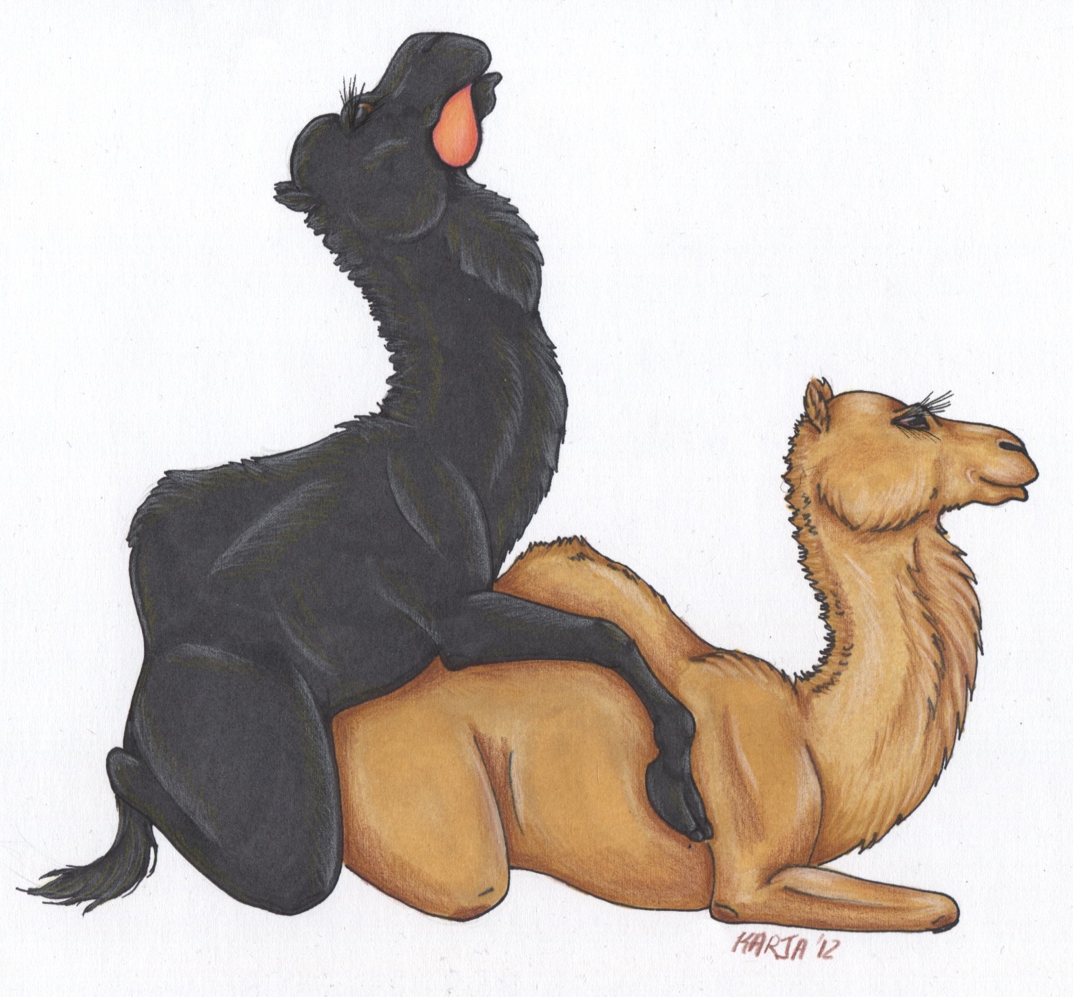 2012 all_fours arabian black_body black_fur brown_body brown_fur camel camelid cloven_hooves doggystyle doula dromedary dulaa duo e621 fatty_humps female feral feral_on_feral from_behind_position fur hi_res hooves karja koosh kooshed male male/female mammal sex simple_background unguligrade white_background