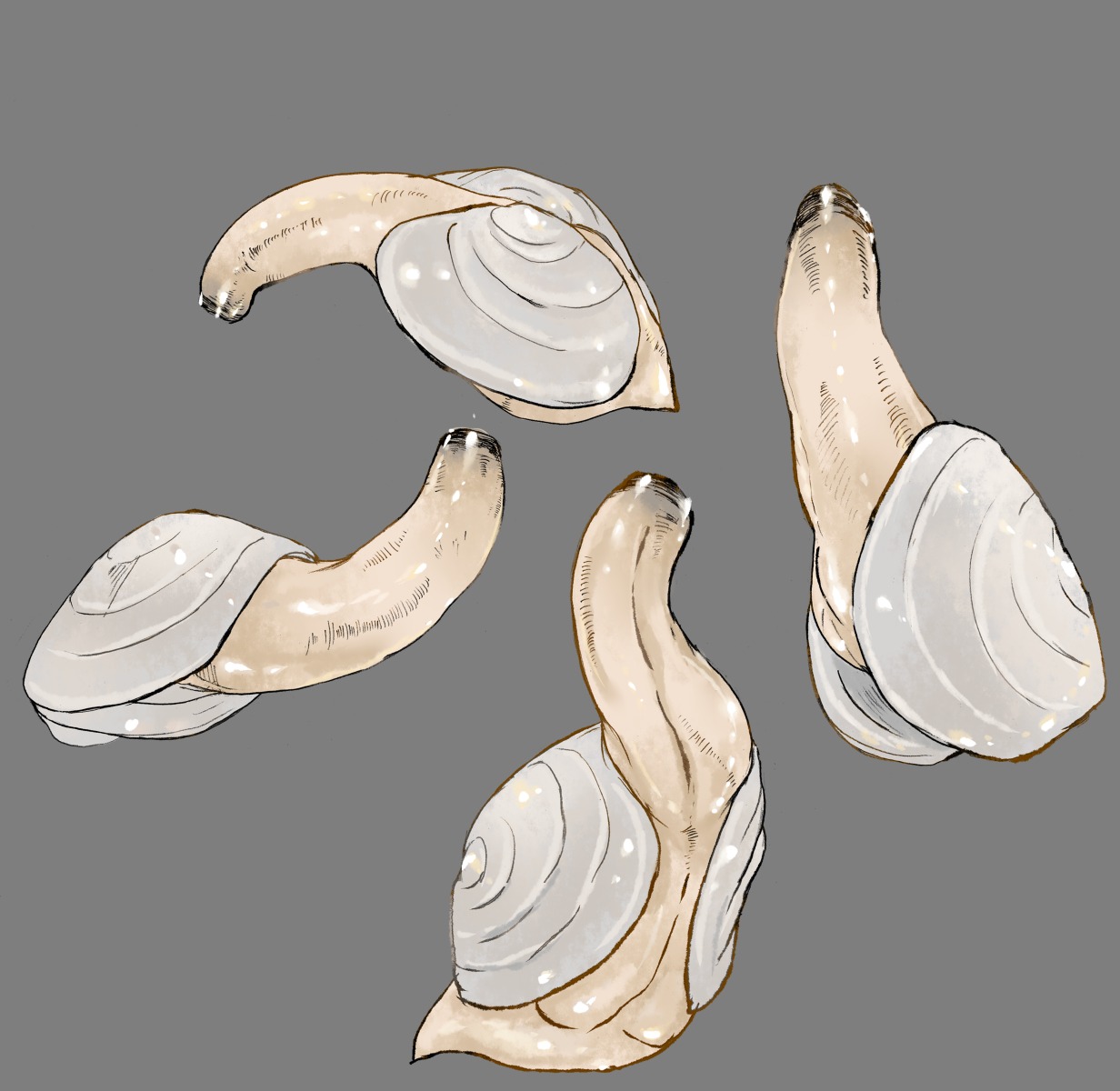 1boy geoduck glans male male_focus male_only mollusk monophallia multiple_views penis penis_creature penis_head penis_neck rule34 solo tagme