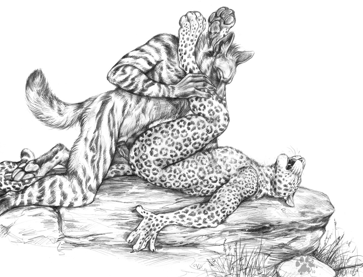 2010 anal anal_penetration anthro anvil_position blotch duo e621 erection feet felid from_front_position genitals hindpaw hyena legs_up leopard leopard_spots lying male male/male male_penetrated male_penetrating male_penetrating_male mammal monochrome nude on_back open_mouth pantherine pawpads paws penetration penis pointy_ears prick_ears scratches_volume_4 sex simple_background sketch spots striped_hyena stripes tail traditional_media_(artwork) whiskers white_background