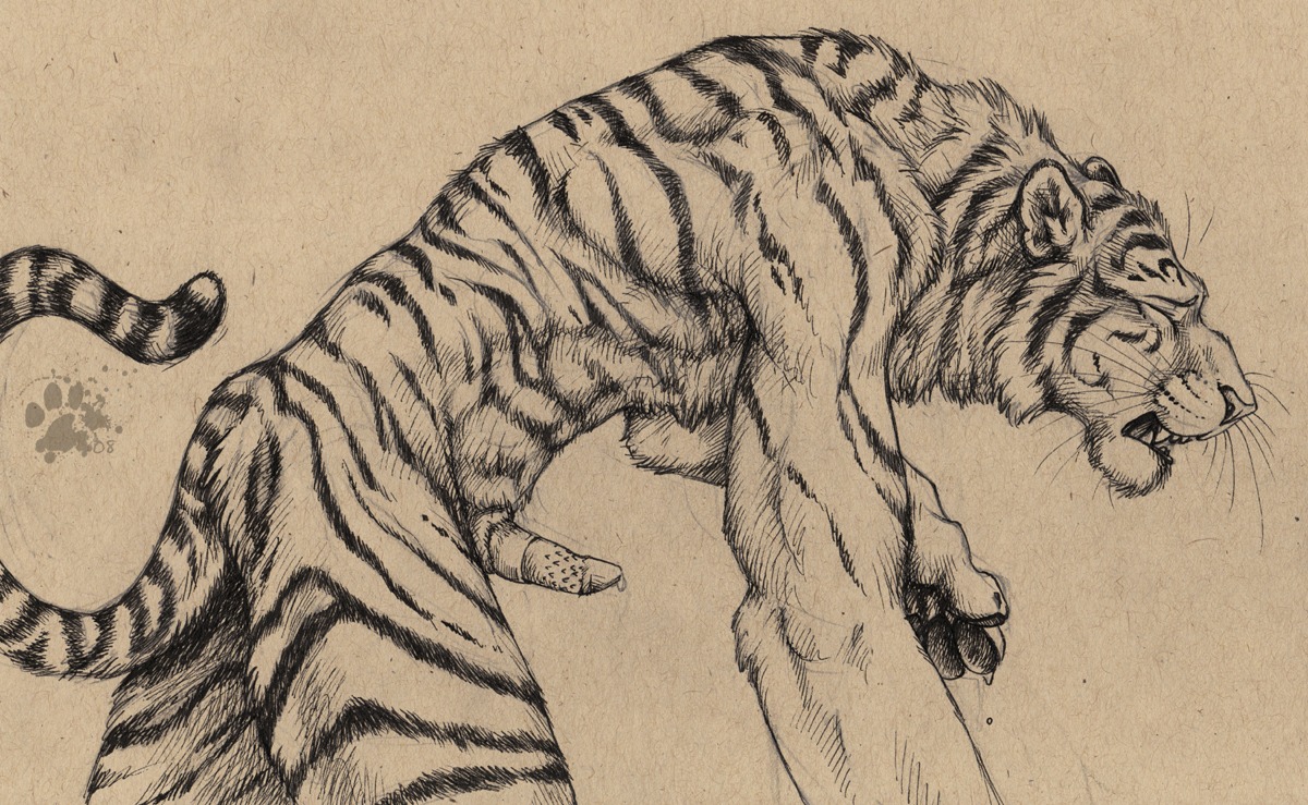 2008 animal_genitalia animal_penis anthro blotch claws dripping e621 erection eyes_closed felid feline_genitalia feline_penis genitals male mammal monochrome nude open_mouth pantherine pawpads paws penile_spines penis scratches_volume_2 sepia simple_background solo stripes tail teeth tiger traditional_media_(artwork) whiskers