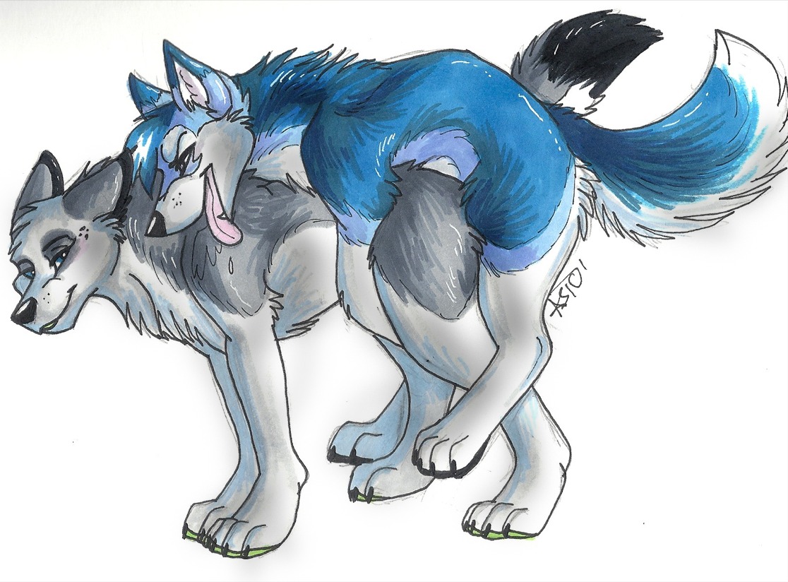 2010 all_fours blue_body blue_eyes blue_fur canid canine celestialwolfen doggystyle duo e621 female feral feral_on_feral from_behind_position fur male male/female mammal nude quadruped sex side_view simple_background tail tongue white_background
