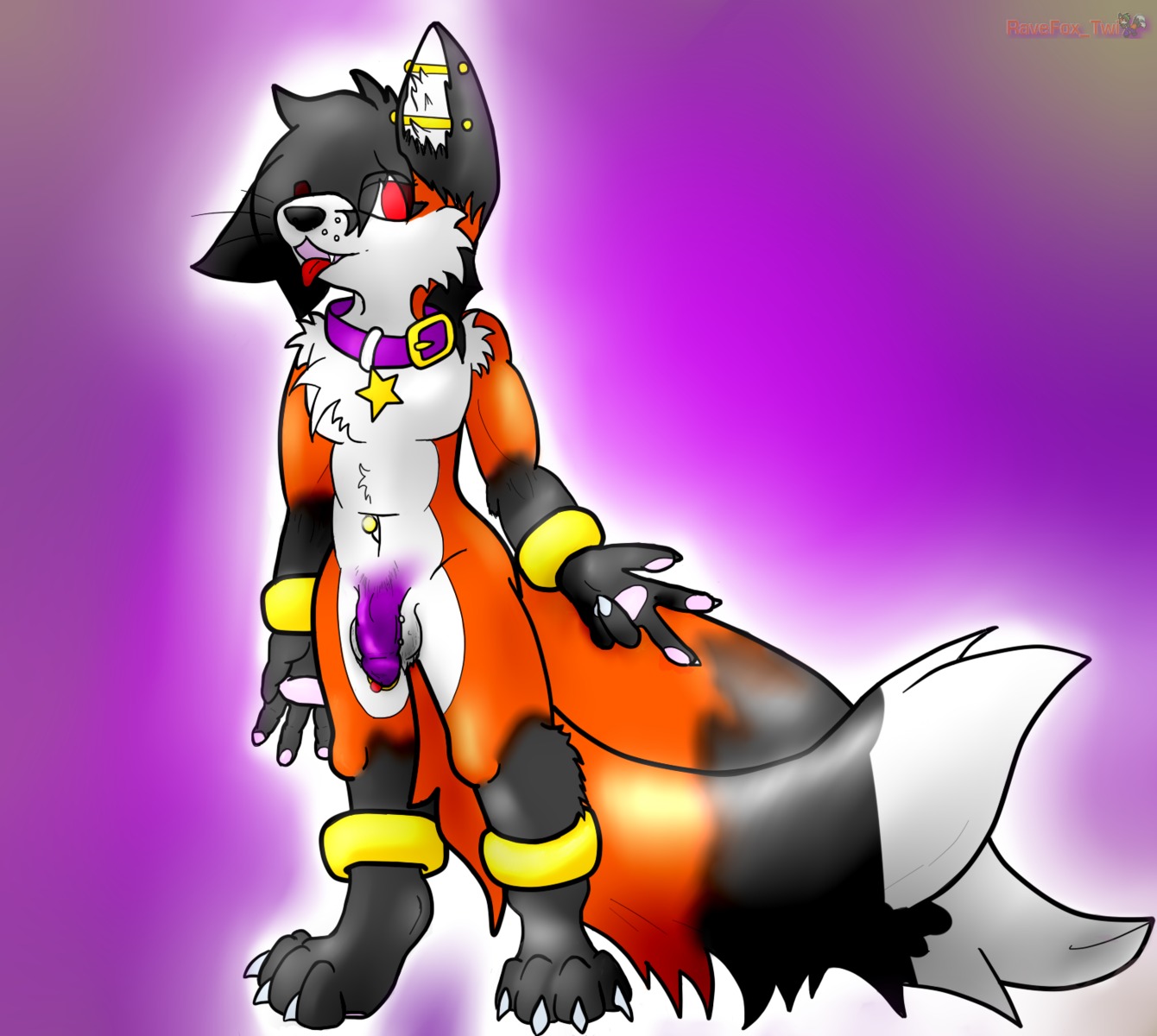 anthro balls canid canine claws collar e621 flaccid fox genital_piercing genitals hi_res humanoid_genitalia humanoid_penis male mammal multi_tail nude penis penis_piercing piercing purple_penis red_fox solo star tail tongue true_fox twi twifoxy