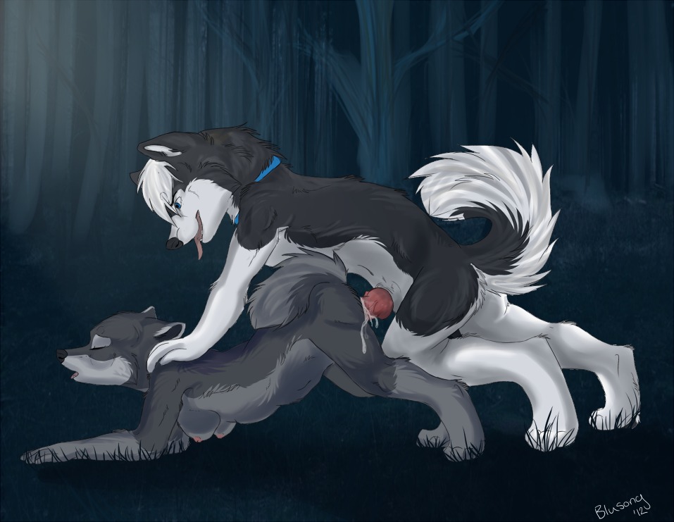 all_fours anthro black_body black_fur black_nose blue_eyes blusong bodily_fluids breasts canid canine canis collar cum cum_drip cum_in_vagina cum_inside detailed_background digitigrade doggystyle domestic_dog dripping duo e621 erection eyes_closed female female_penetrated forest from_behind_position fur genital_fluids genitals grey_body grey_fur hair husky knot leg_markings male male/female male_penetrating male_penetrating_female mammal markings nature nordic_sled_dog nude open_mouth orgasm outside penetration penile penile_penetration penis penis_in_vagina plant raised_tail sex socks_(marking) spitz tail tongue tongue_out tree vaginal vaginal_penetration vein white_body white_fur white_hair wolf wood