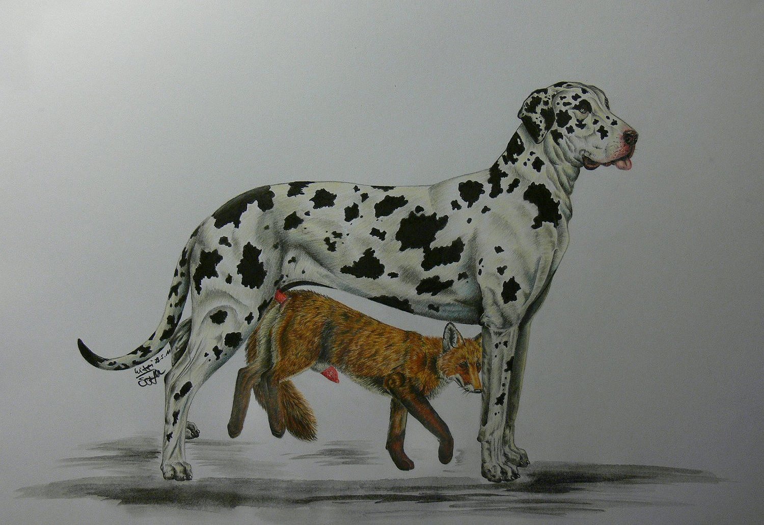 2011 all_fours anal anal_knotting anal_penetration animal_genitalia animal_penis canid canine canine_genitalia canine_penis canis cock_hanging doggystyle domestic_dog dominant duo e621 erection feral feral_on_feral fox from_behind_position genitals great_dane interspecies knot_hanging knotting larger_dom larger_male male male/male male_penetrated male_penetrating male_penetrating_male mammal mastiff mixxiwuff molosser penetration penis penis_tip quadruped sex sheath size_difference smaller_male spots tail tongue tongue_out