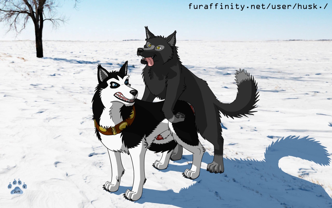 16:10 2011 alaskan_malamute animal_genitalia balto_(series) blue_eyes brown_eyes canid canine canis digitigrade domestic_dog duo e621 feral feral_on_feral genitals husk. male male/male malwolf mammal nordic_sled_dog outside penis penis_tip sheath spitz steele_(balto) tail universal_studios widescreen wolf